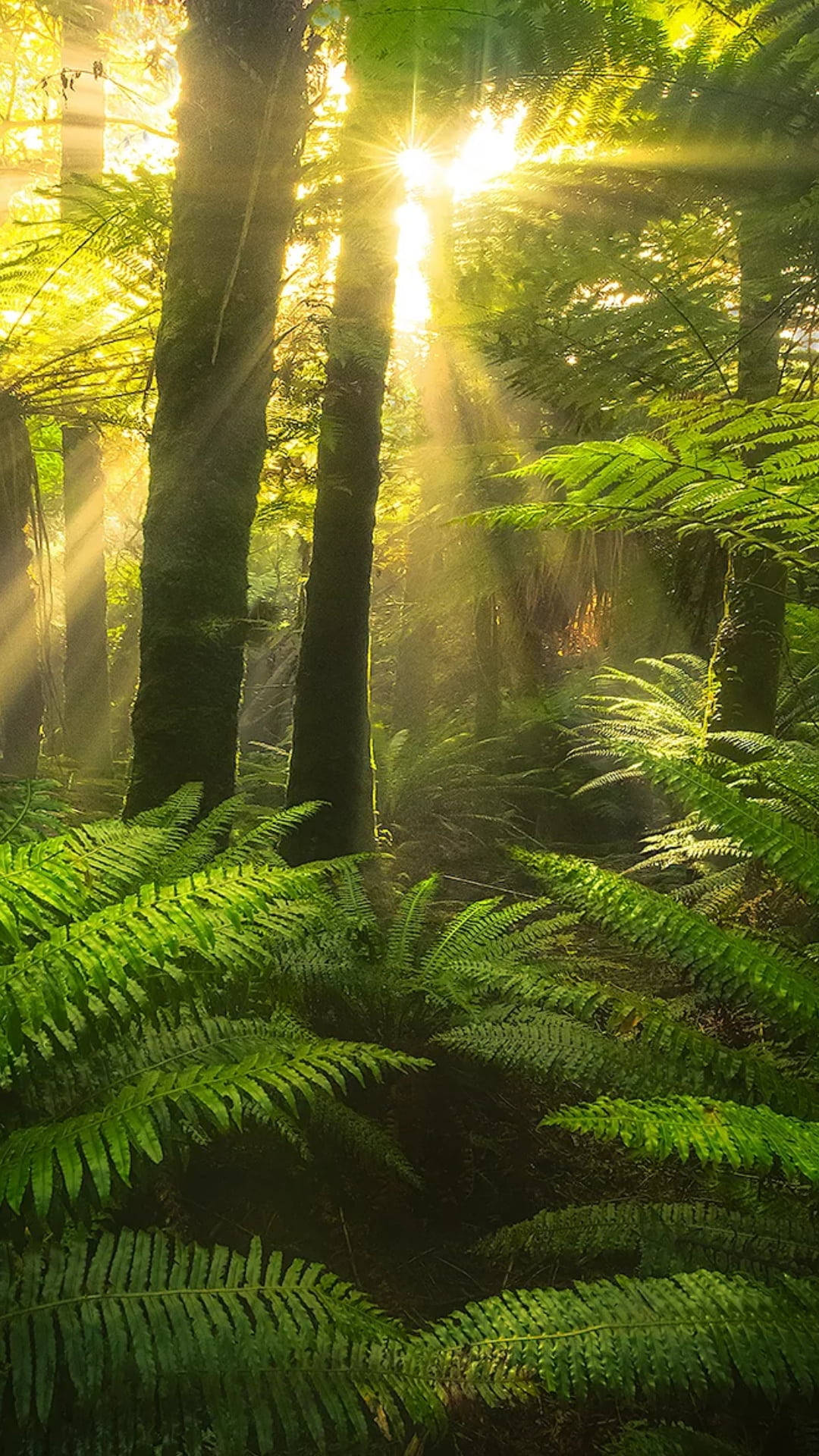 Sun Rays Passing Through Jungle Iphone Background