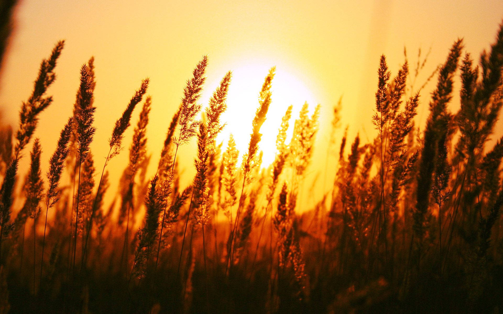 Sun Rise Nature Depth Of Field Photography Background