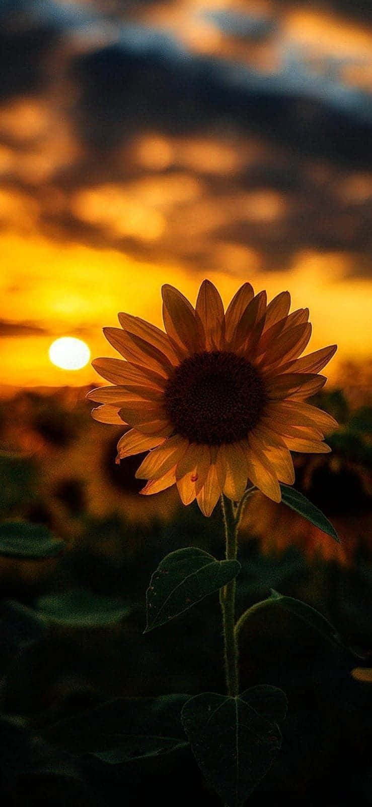 Sun Setting On A Sunflower Aesthetic Iphone Background