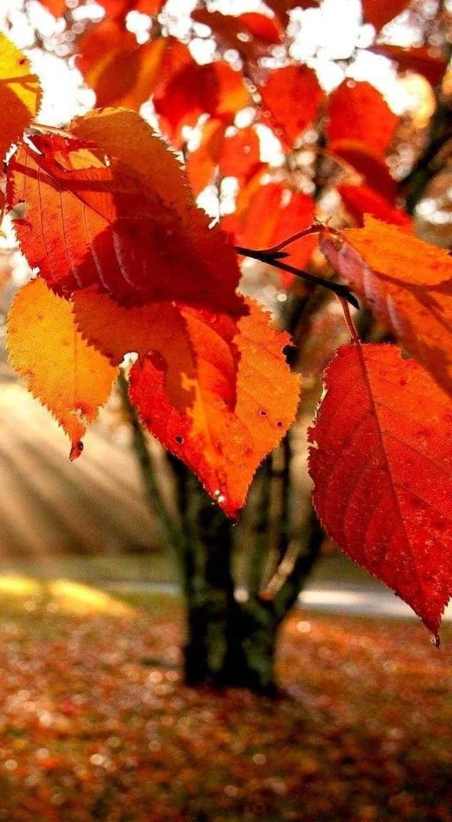 Sun Shining On Fall Leaves Iphone Background