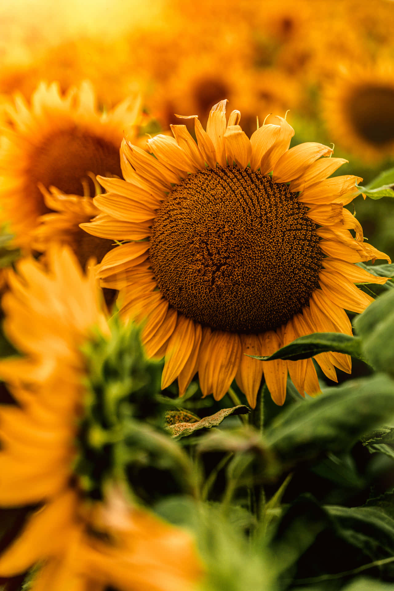 Sun Shining On Sunflower Phone Background