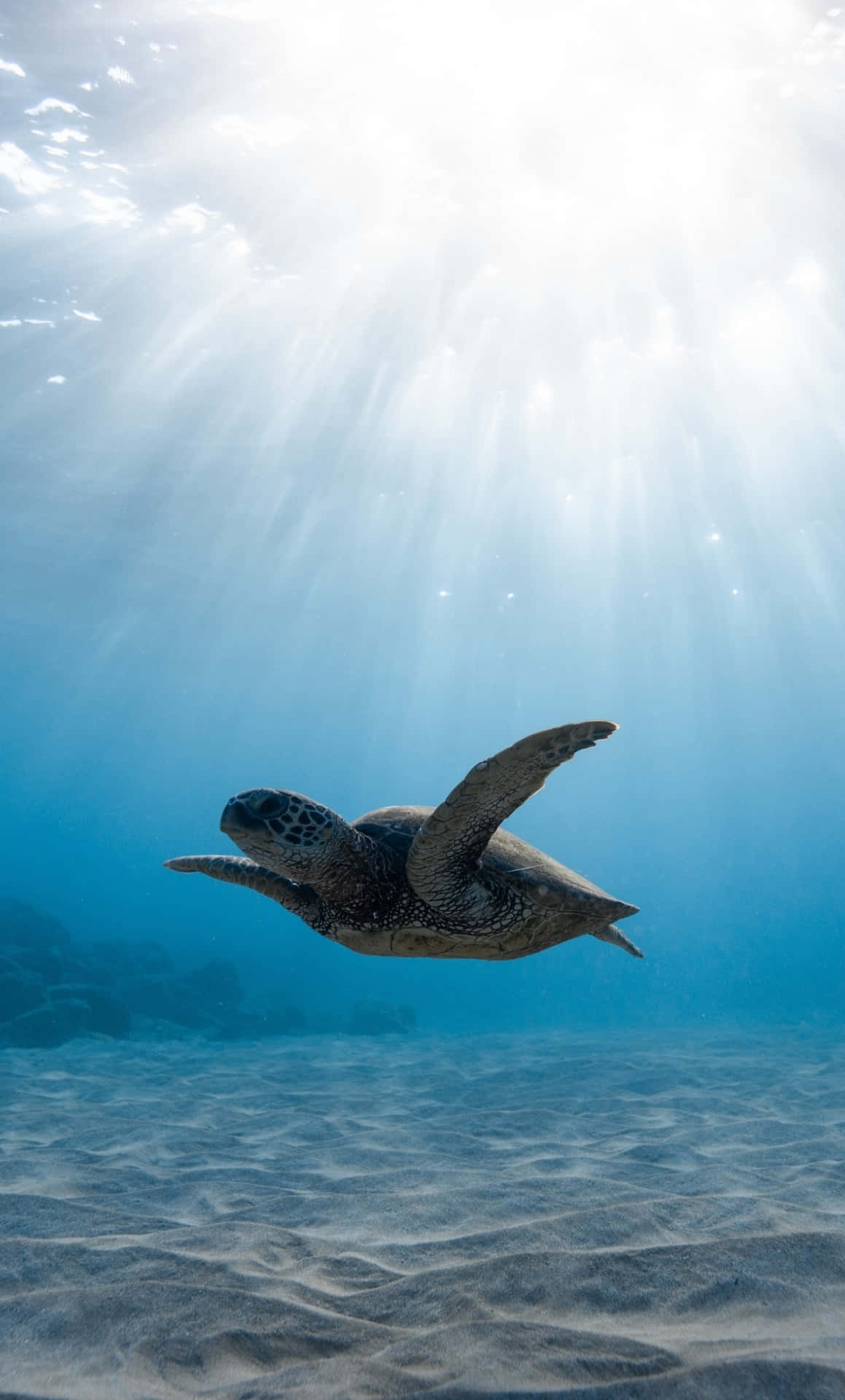 Sun Shining On Turtle Underwater Iphone Background