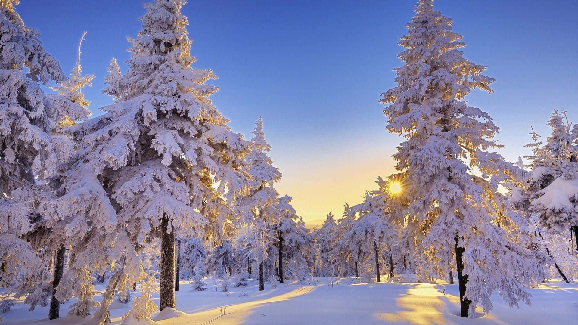 Sun Shinning Through Winter Wonderland Desktop Background