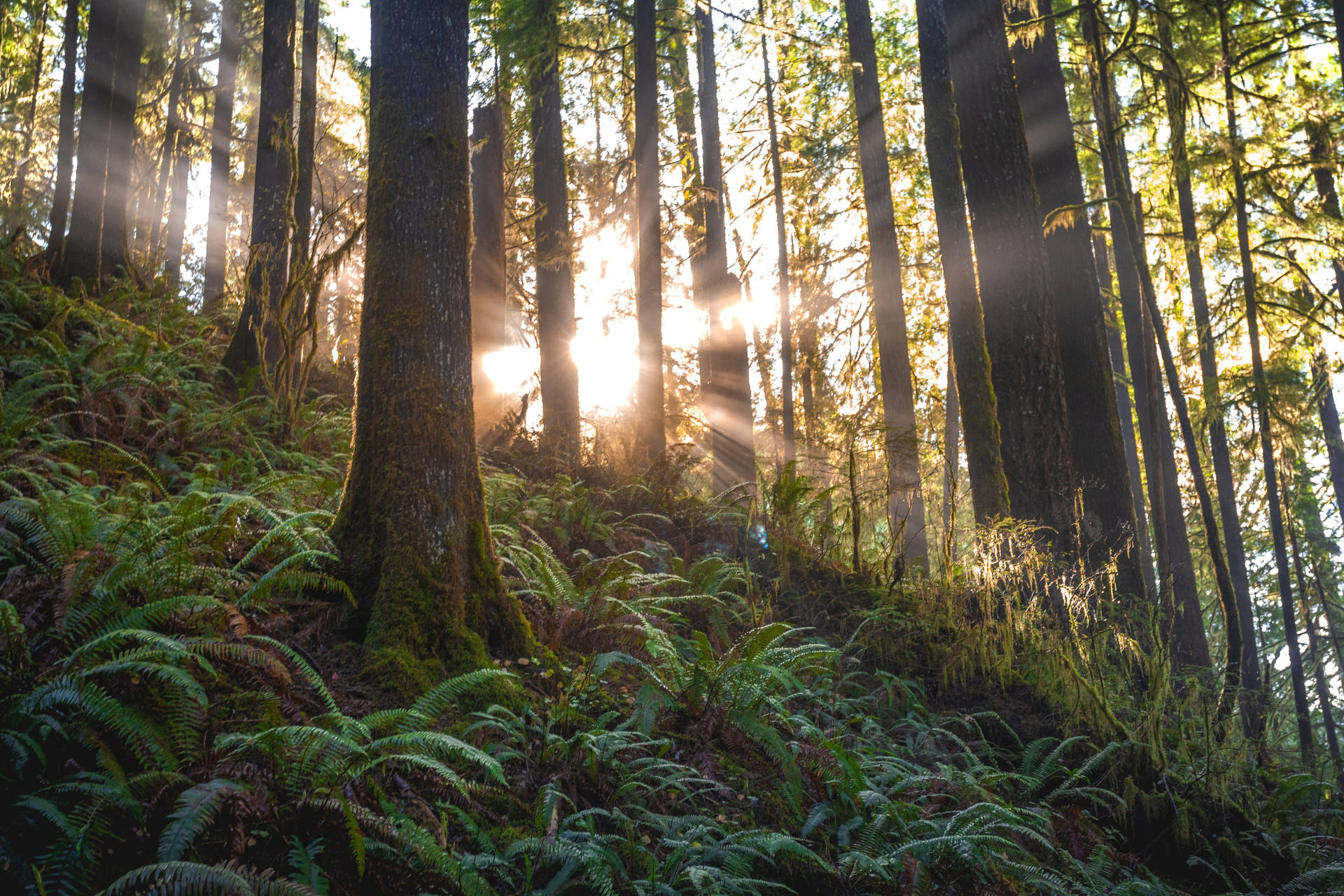 Sun Through Trees Landscapes