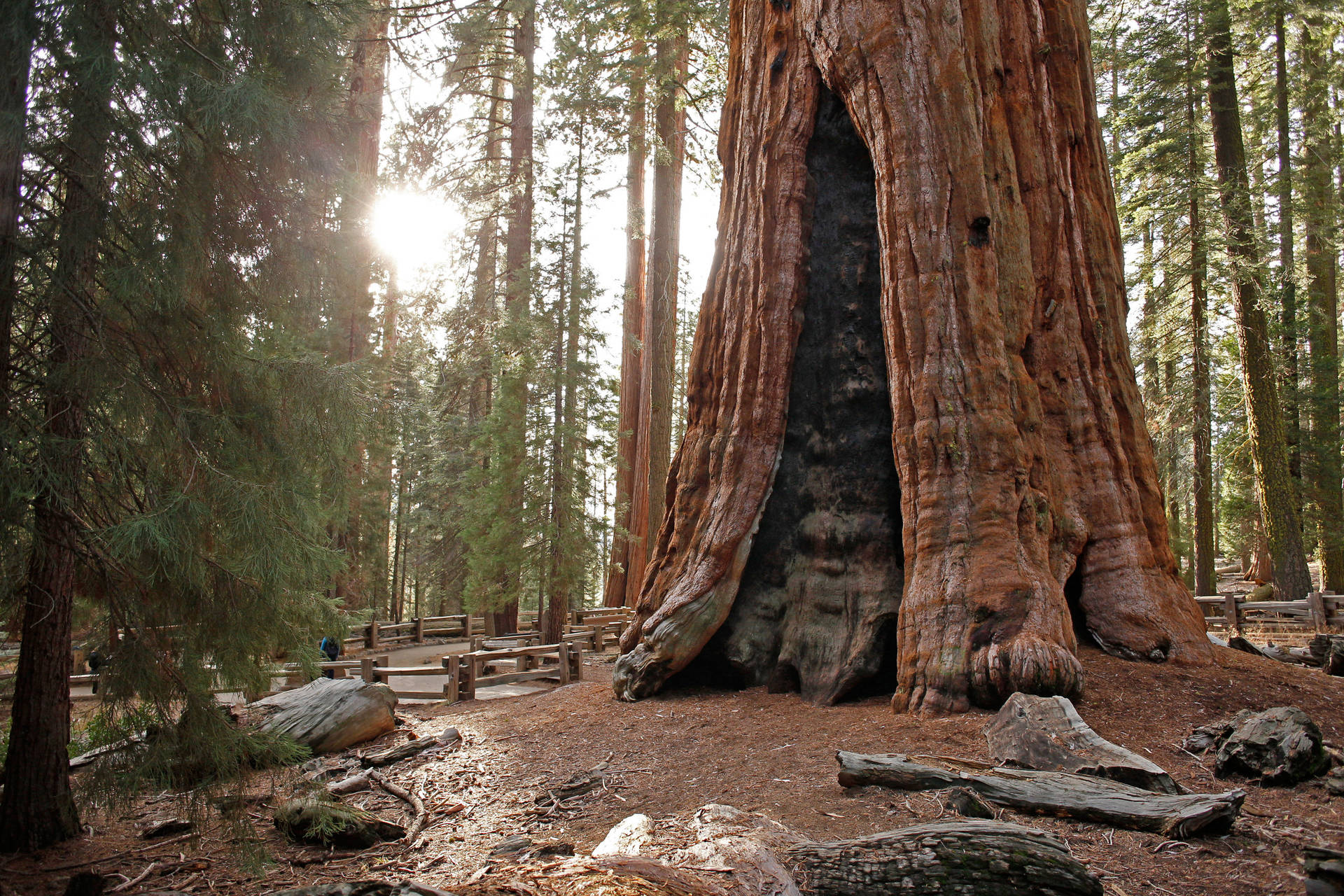 Sun Through Trees Sequoia National Park Background