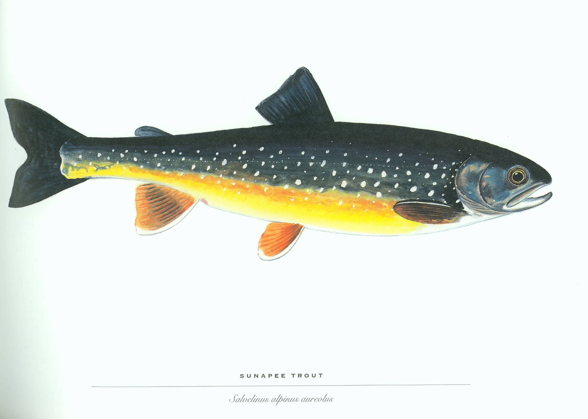 Sunapee Trout Fish