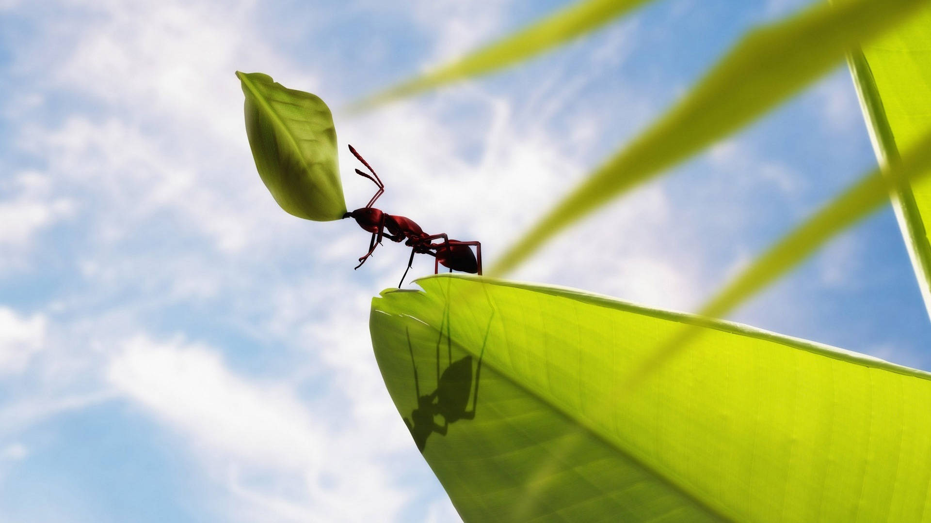 Sunbeam Ant Background