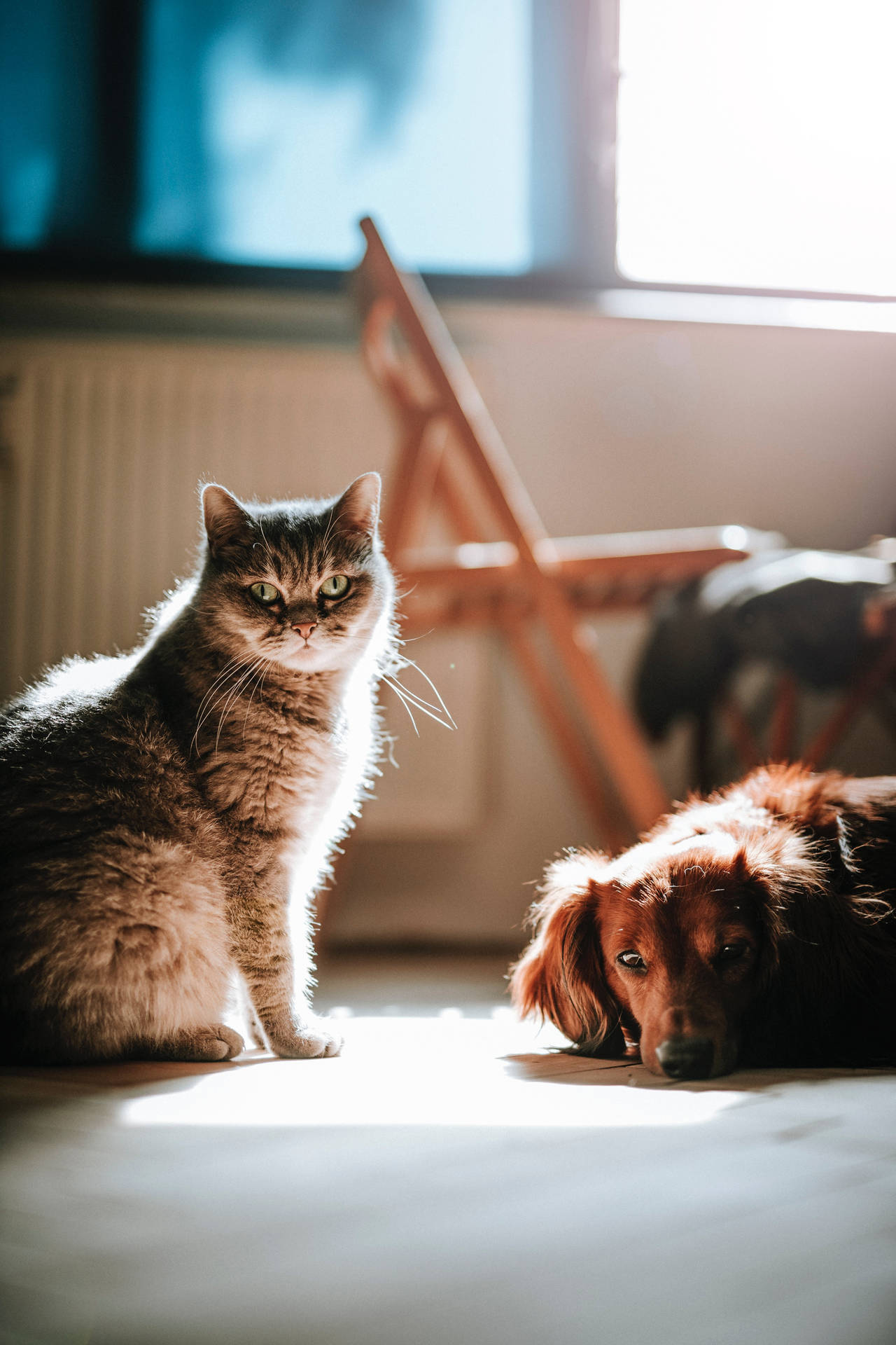 Sunbeam Cat And Dog Background