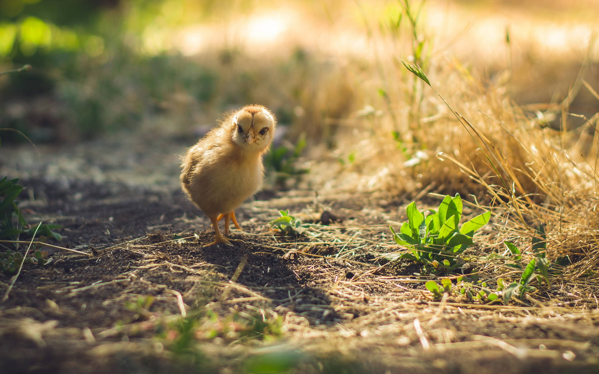 Sunbeam Chick