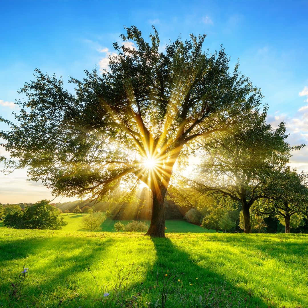 Sunburst Through Tree Morning Sunrise Background