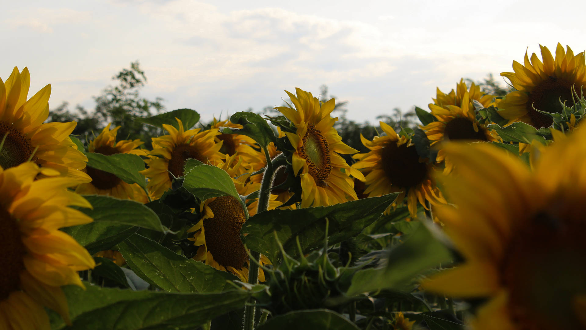 Sunflower Aesthetic And White Clouds Background