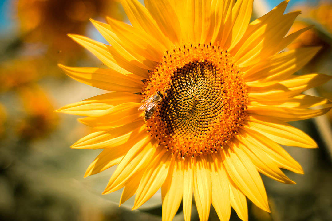 Sunflower Aesthetic Closeup View Background