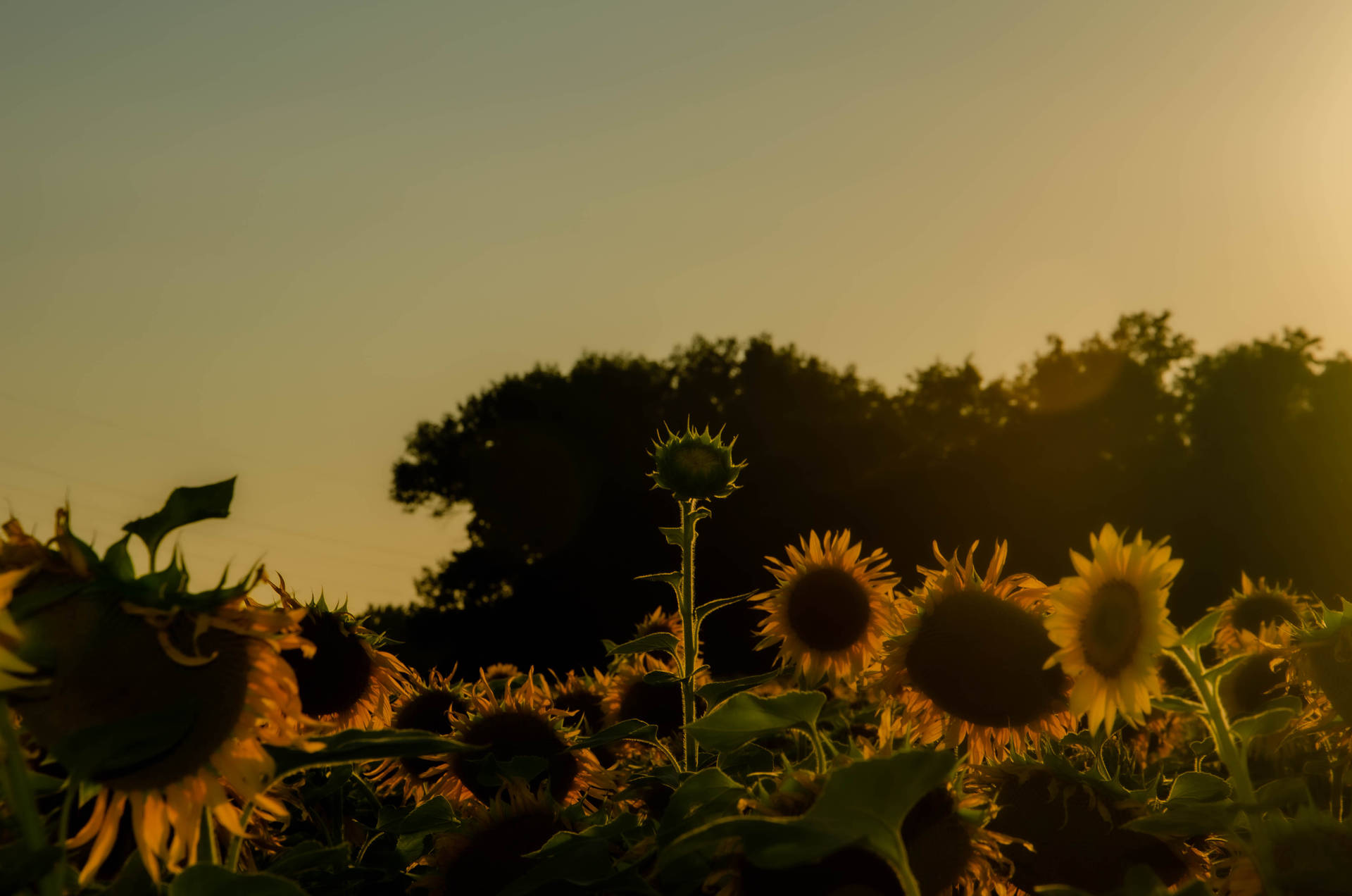 Sunflower Aesthetic Farm Background