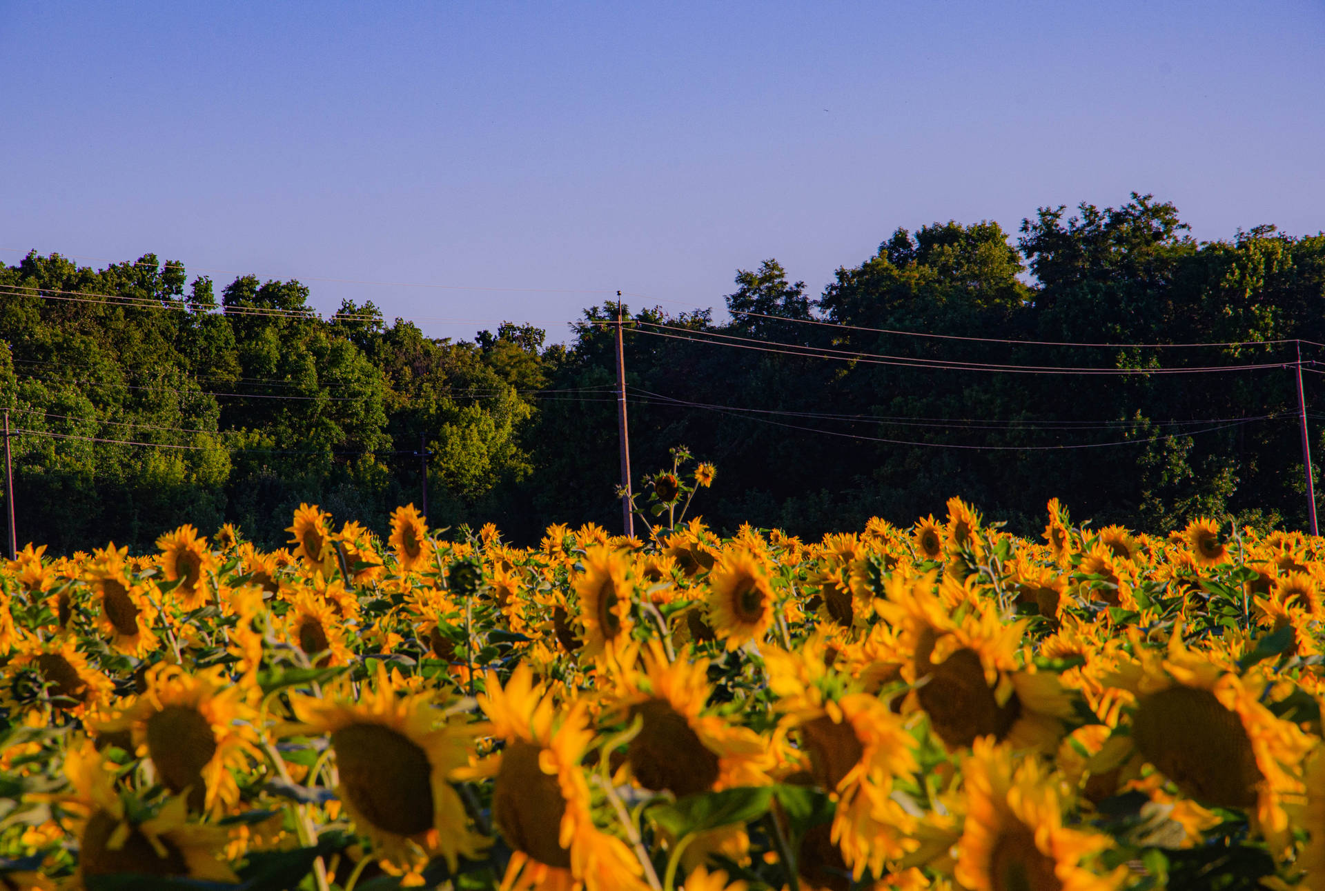 Sunflower Aesthetic Farmland Background