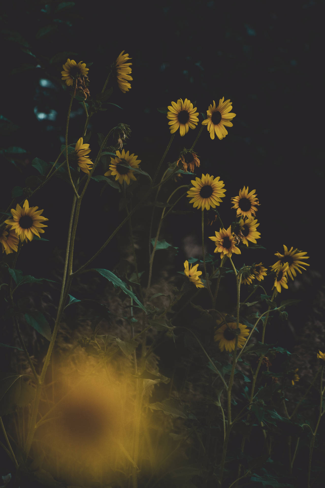 Sunflower Aesthetic Garden