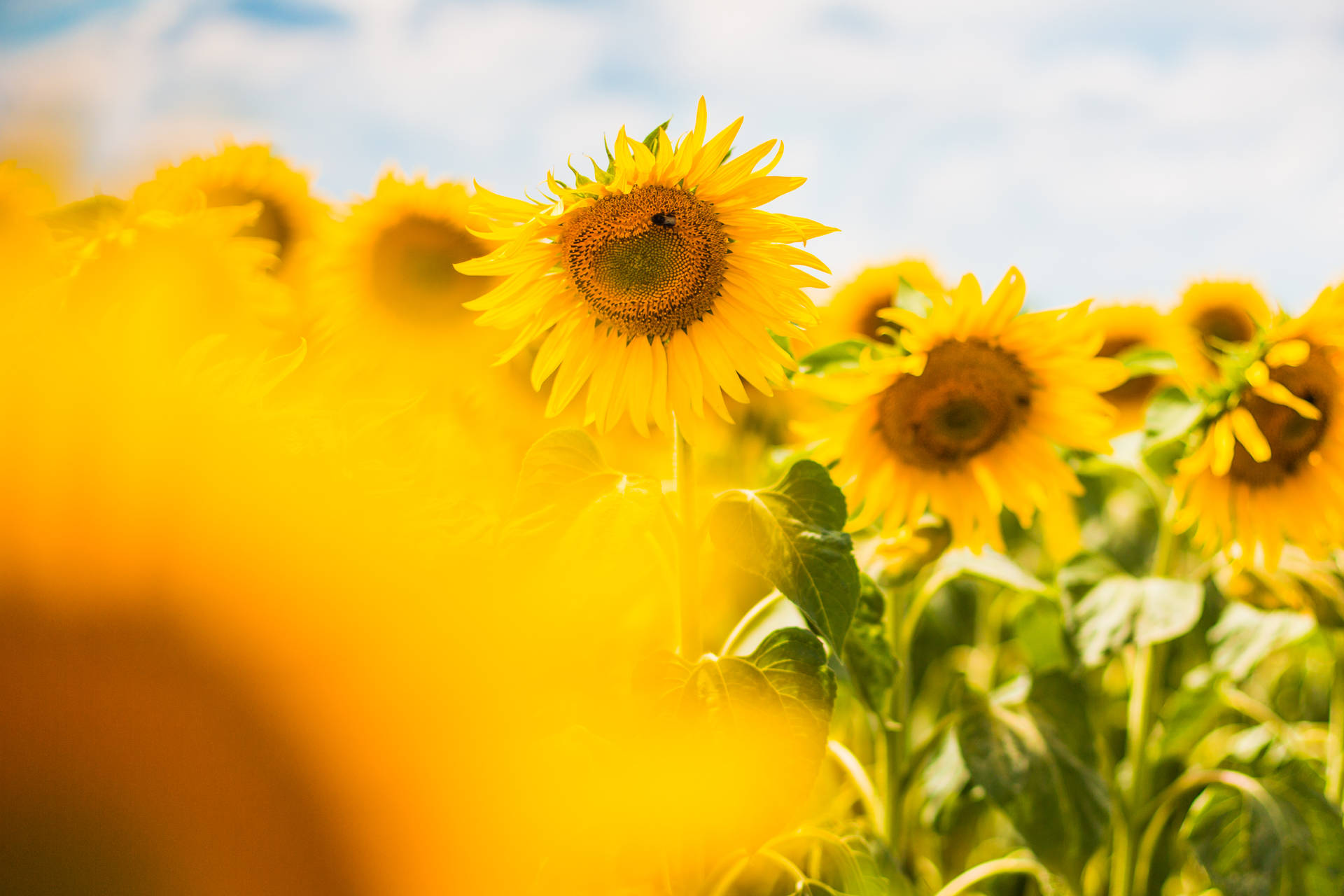 Sunflower Aesthetic Garden