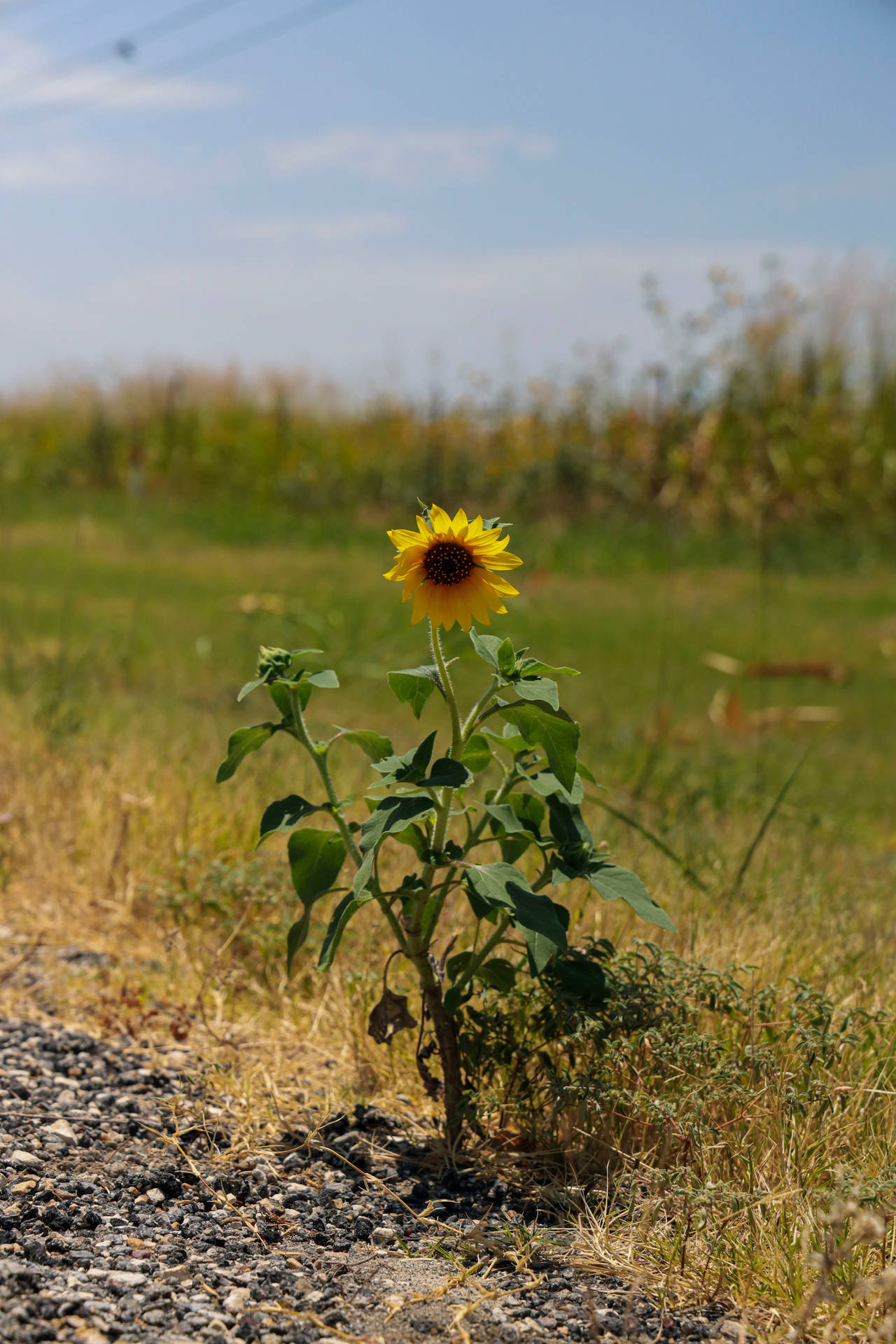 Sunflower Aesthetic In Grassland Background