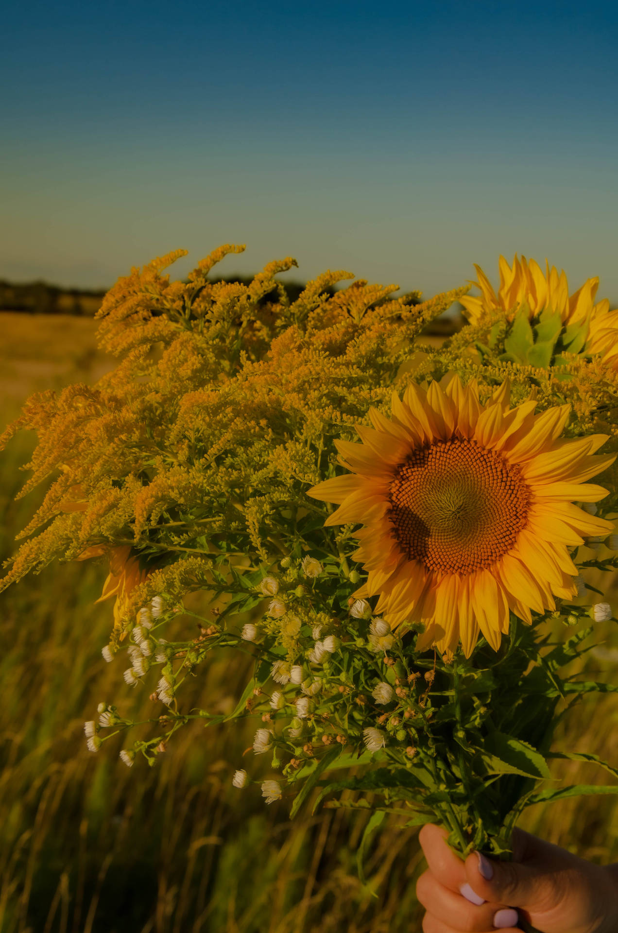 Sunflower Aesthetic In Pastel Filter Background