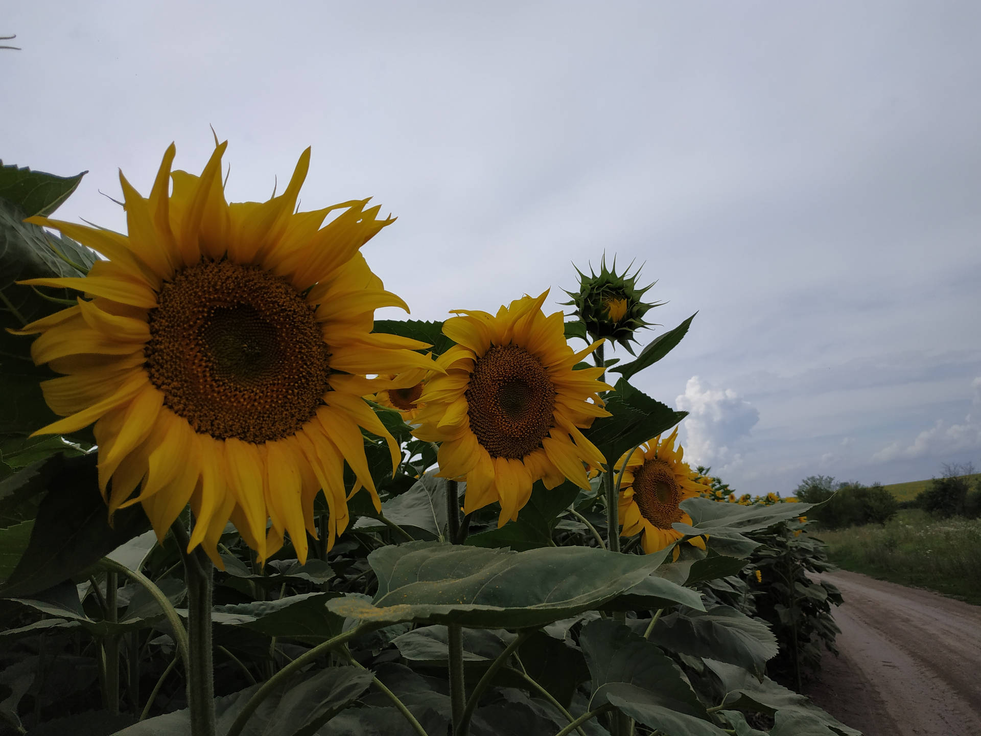 Sunflower Aesthetic In Road