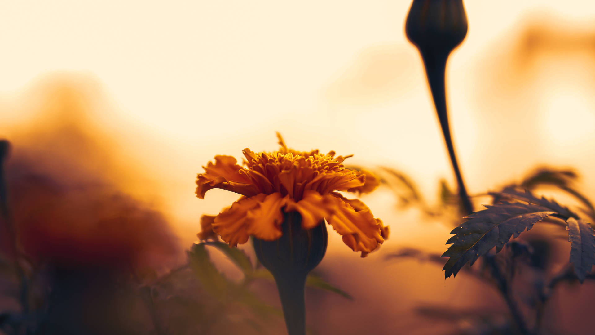 Sunflower Aesthetic Plant Background