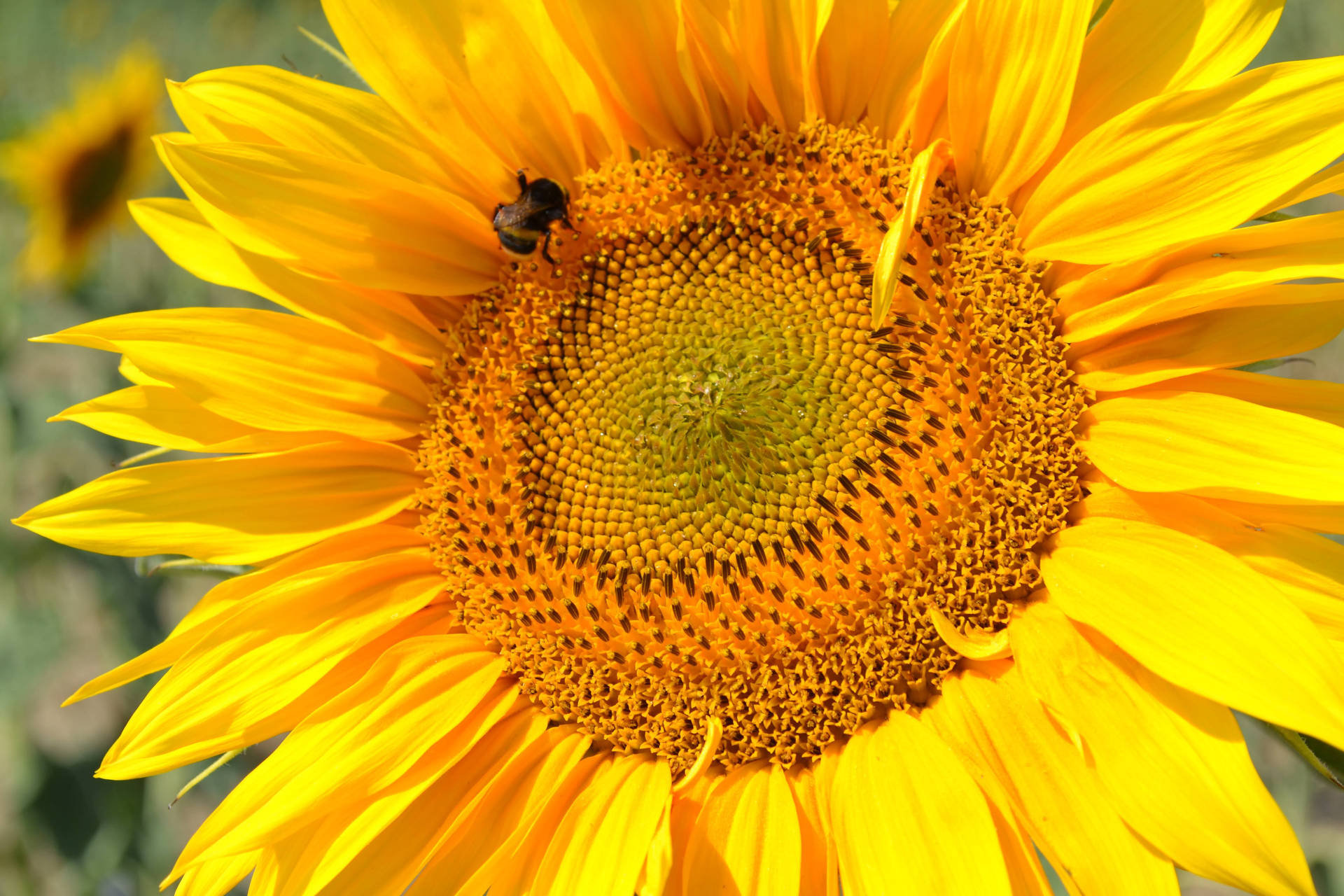 Sunflower Aesthetic Seeds Background