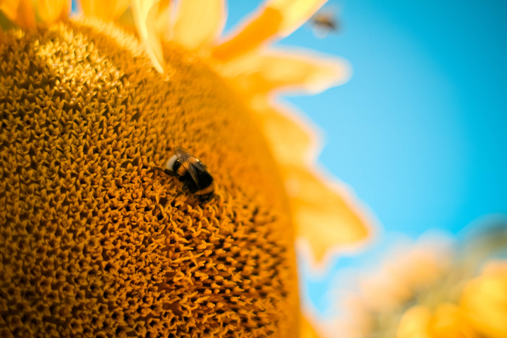 Sunflower Aesthetic Tiny Bee Background