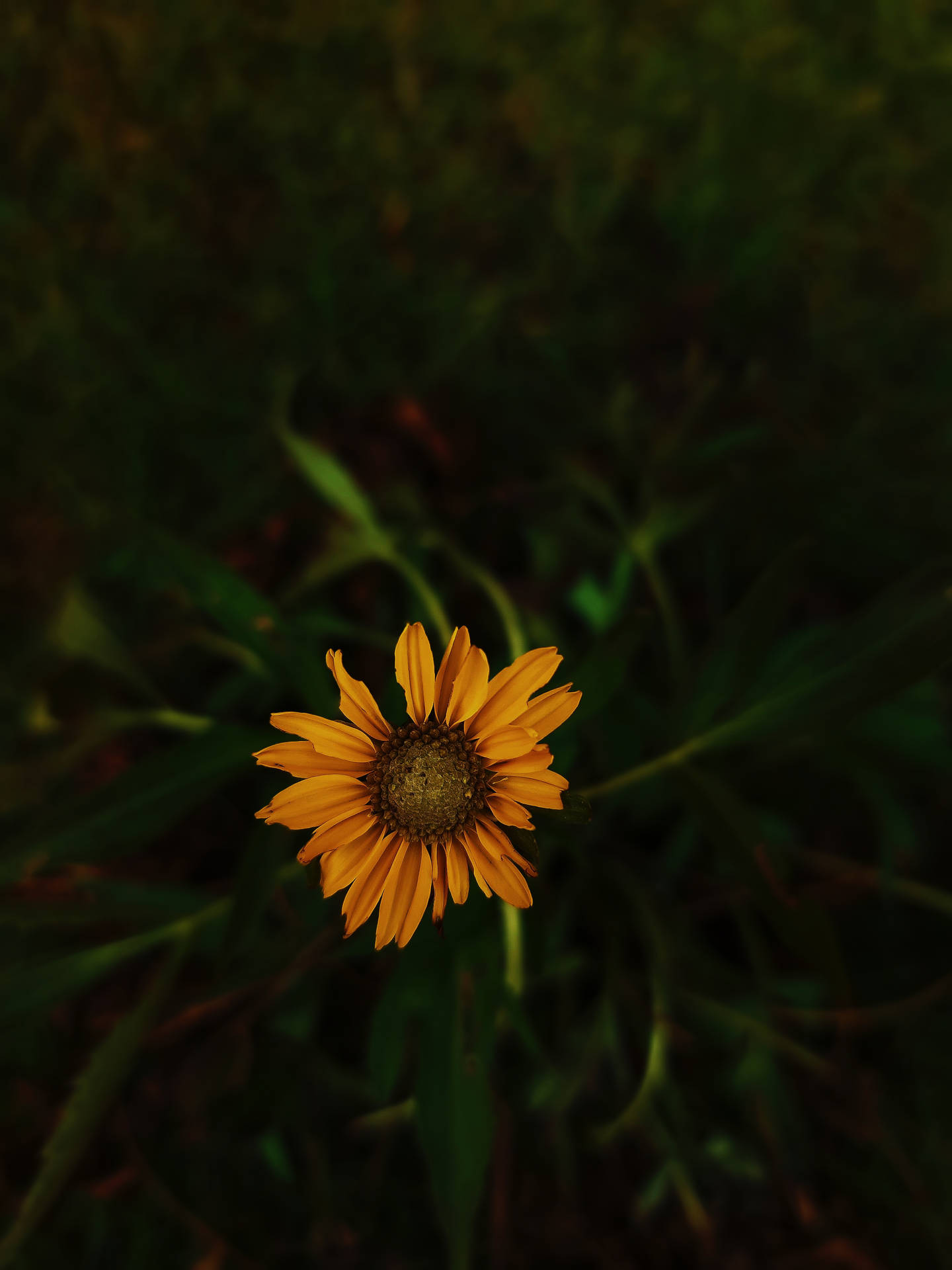 Sunflower Aesthetic Top View Background