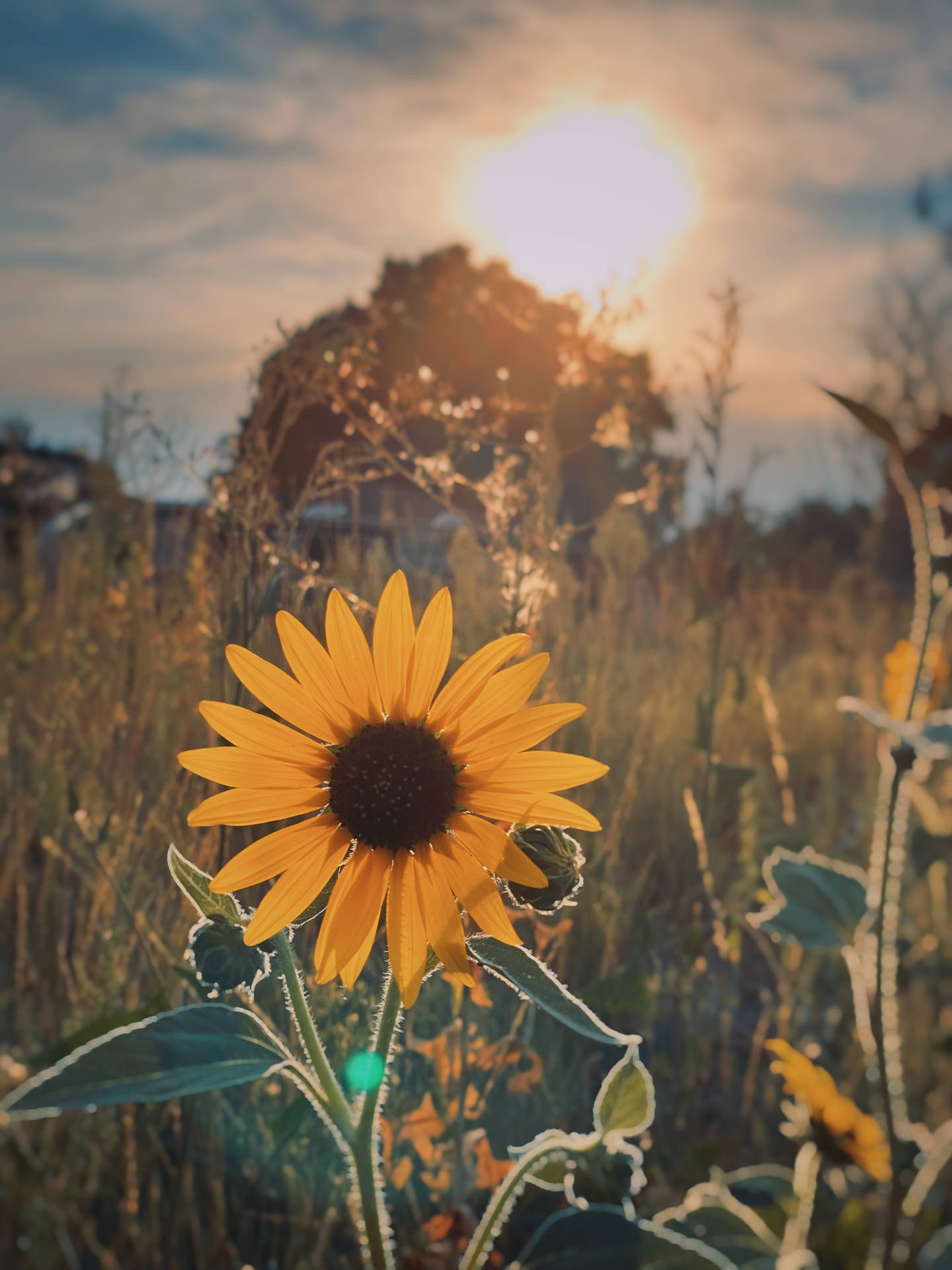 Sunflower Aesthetic With The Sun Background