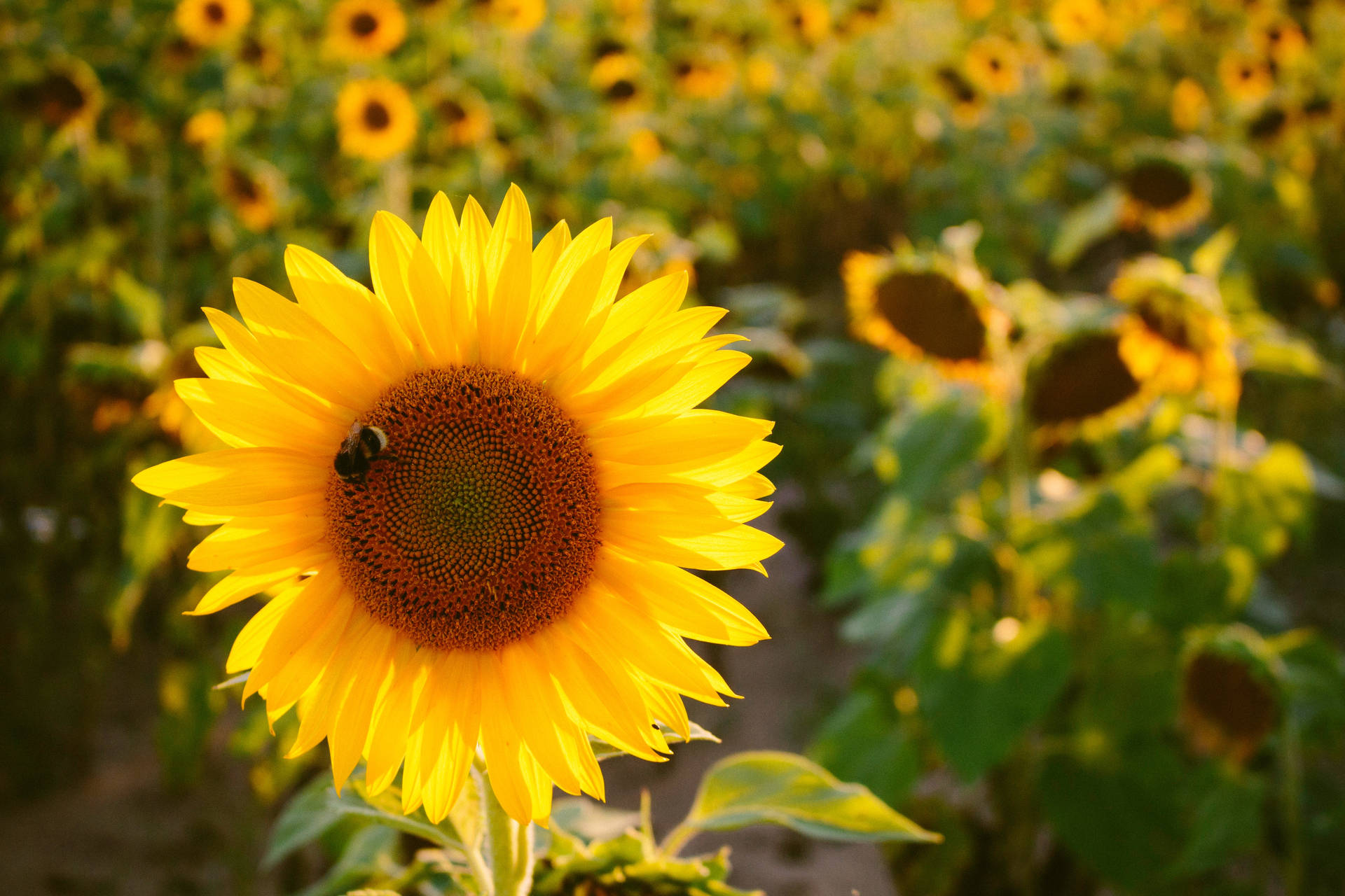 Sunflower And Bee Mac 4k Background