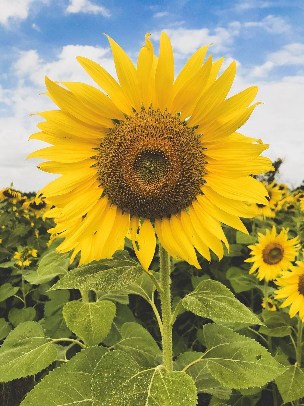 Sunflower And Roses, A Symbol Of Joy And Love Background