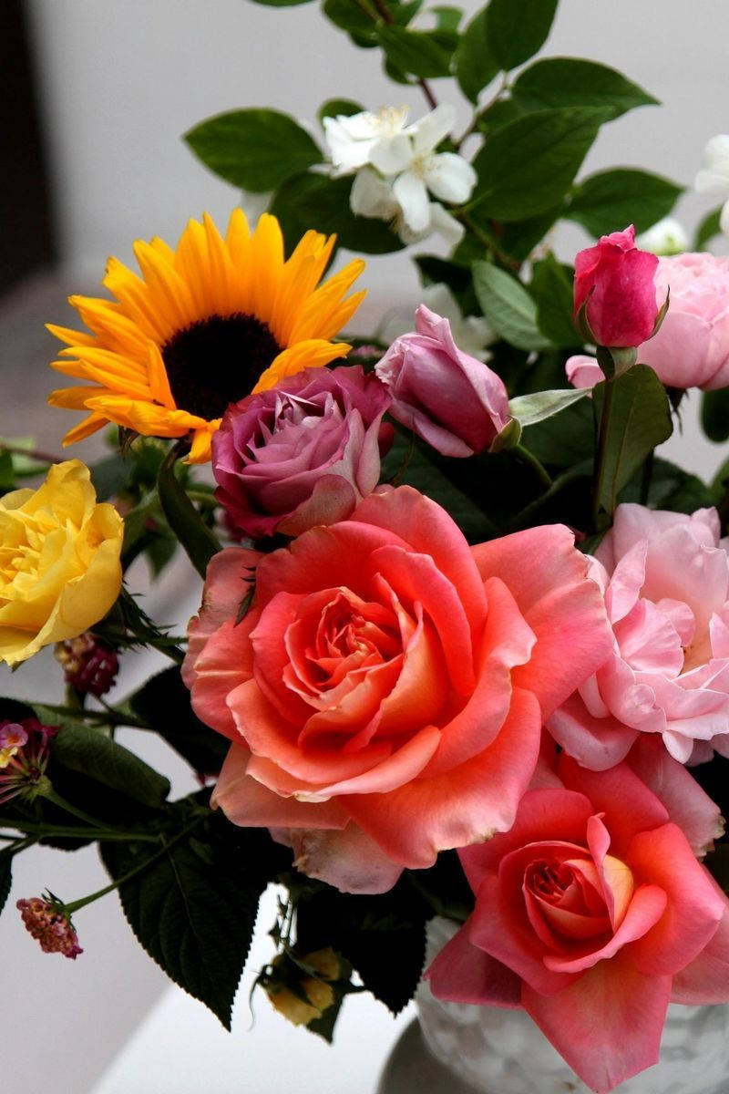 Sunflower And Roses Spring Flowers Aesthetic Background