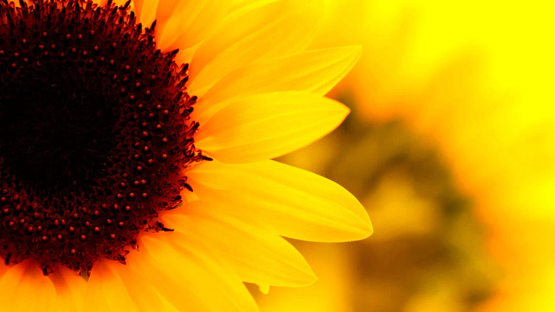 Sunflower Beaming In Yellow Background