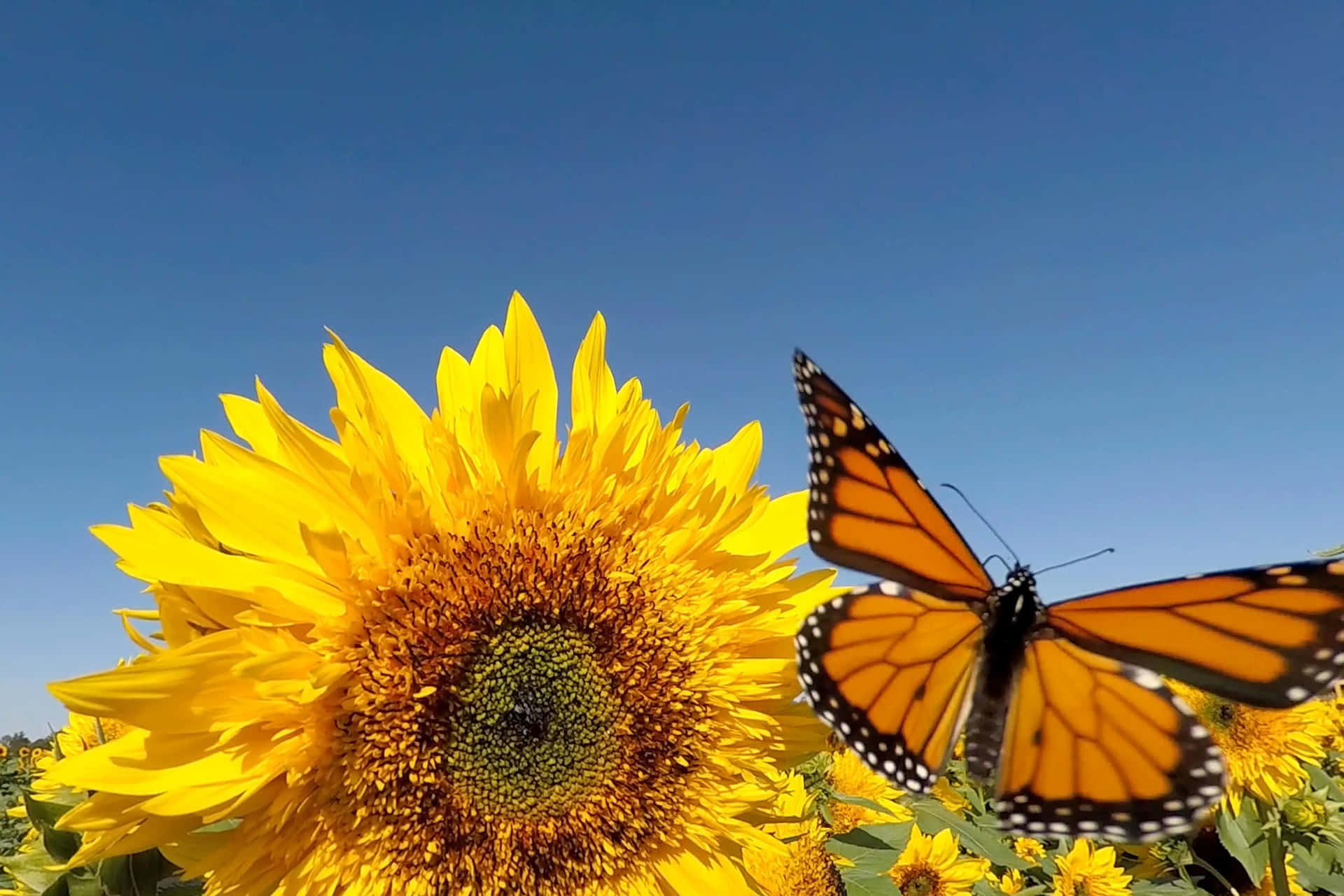 Sunflower_ Bloom_and_ Monarch_ Butterfly Background