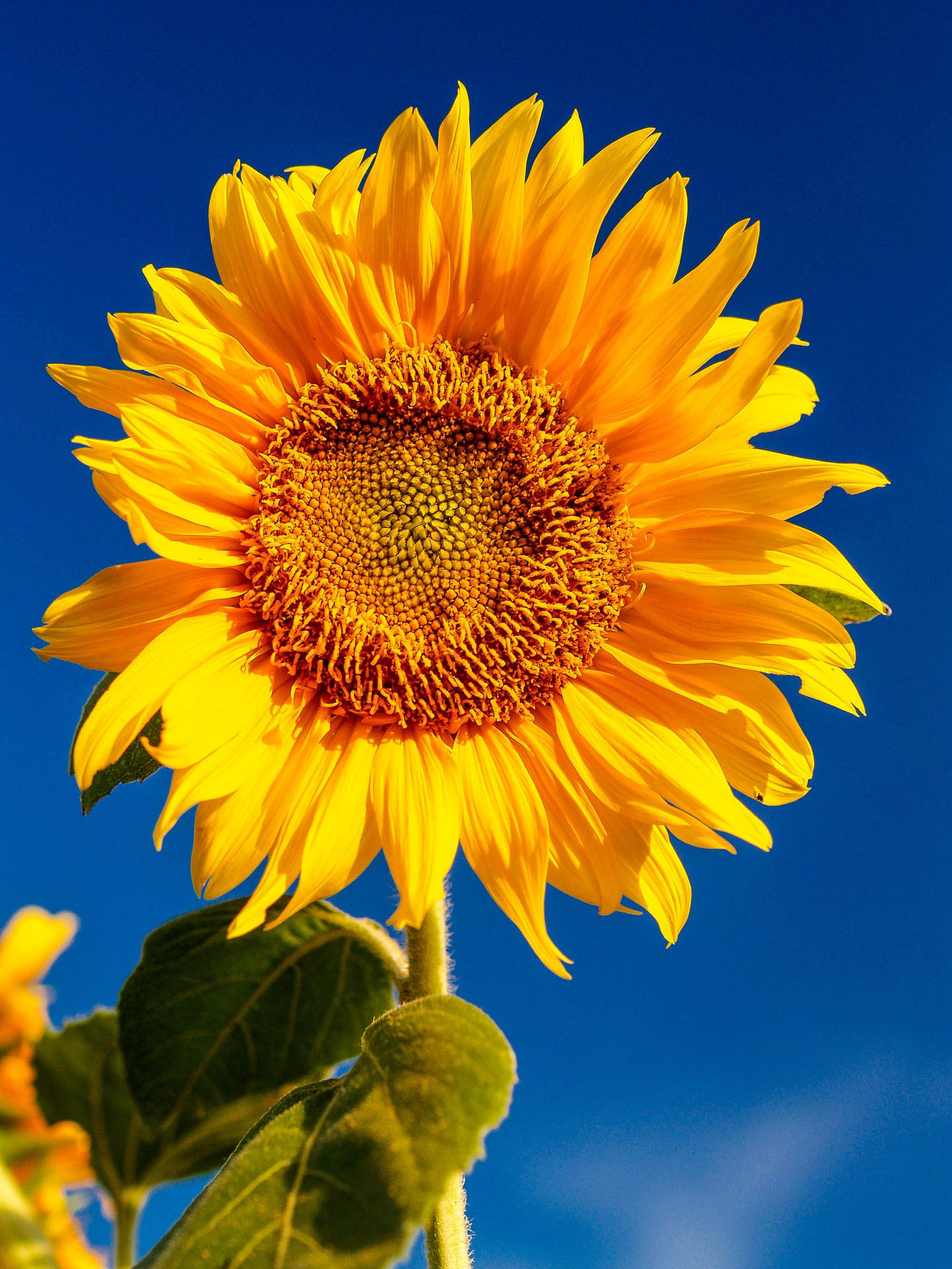 Sunflower Blue Sky Samsung Background