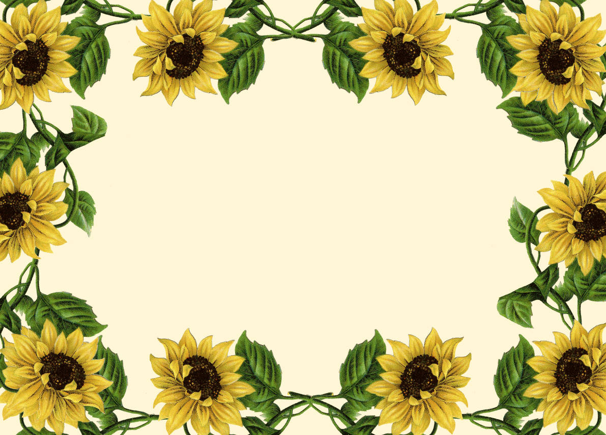 Sunflower Border Clipart Background