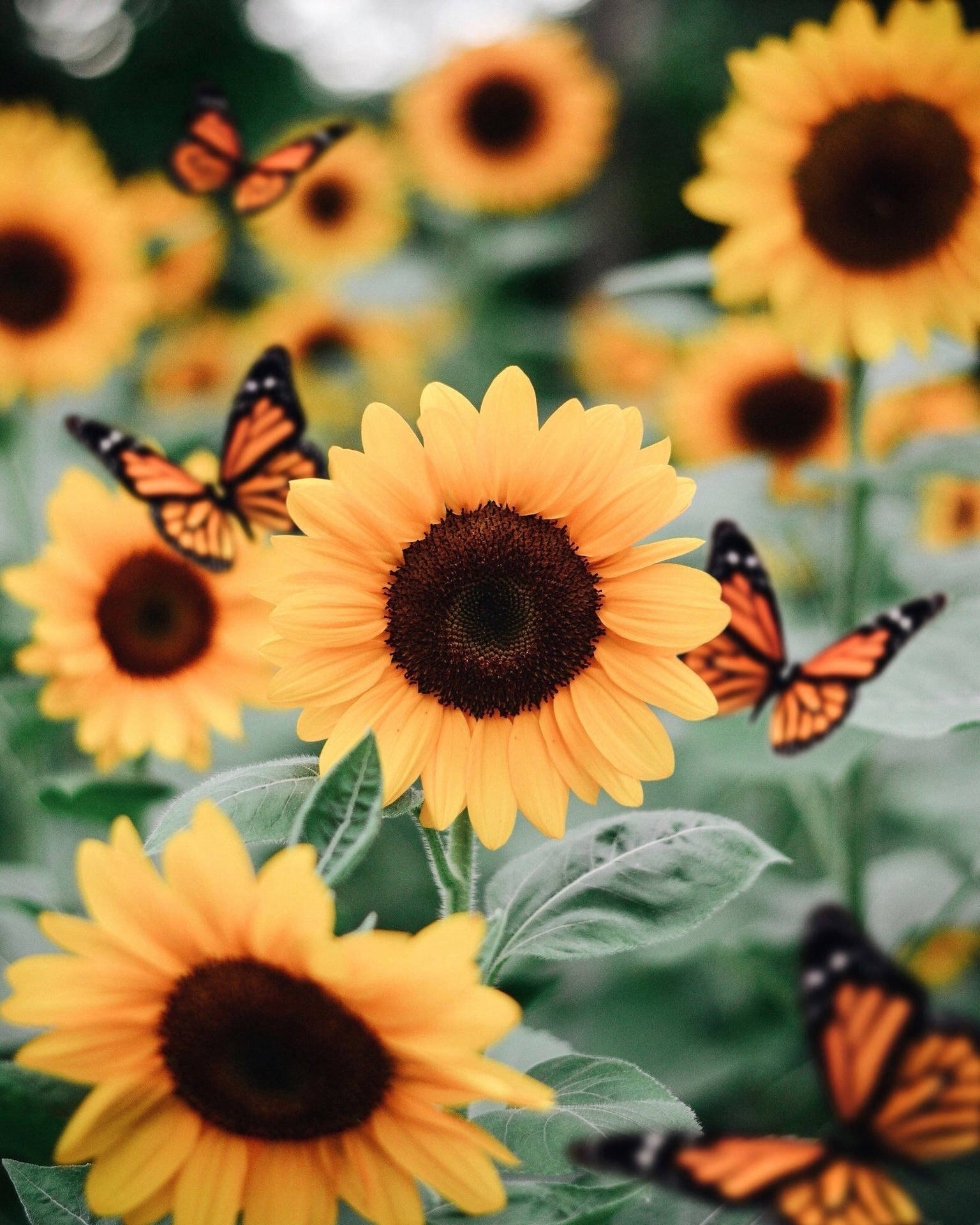 Sunflower Butterfly Aesthetic Background