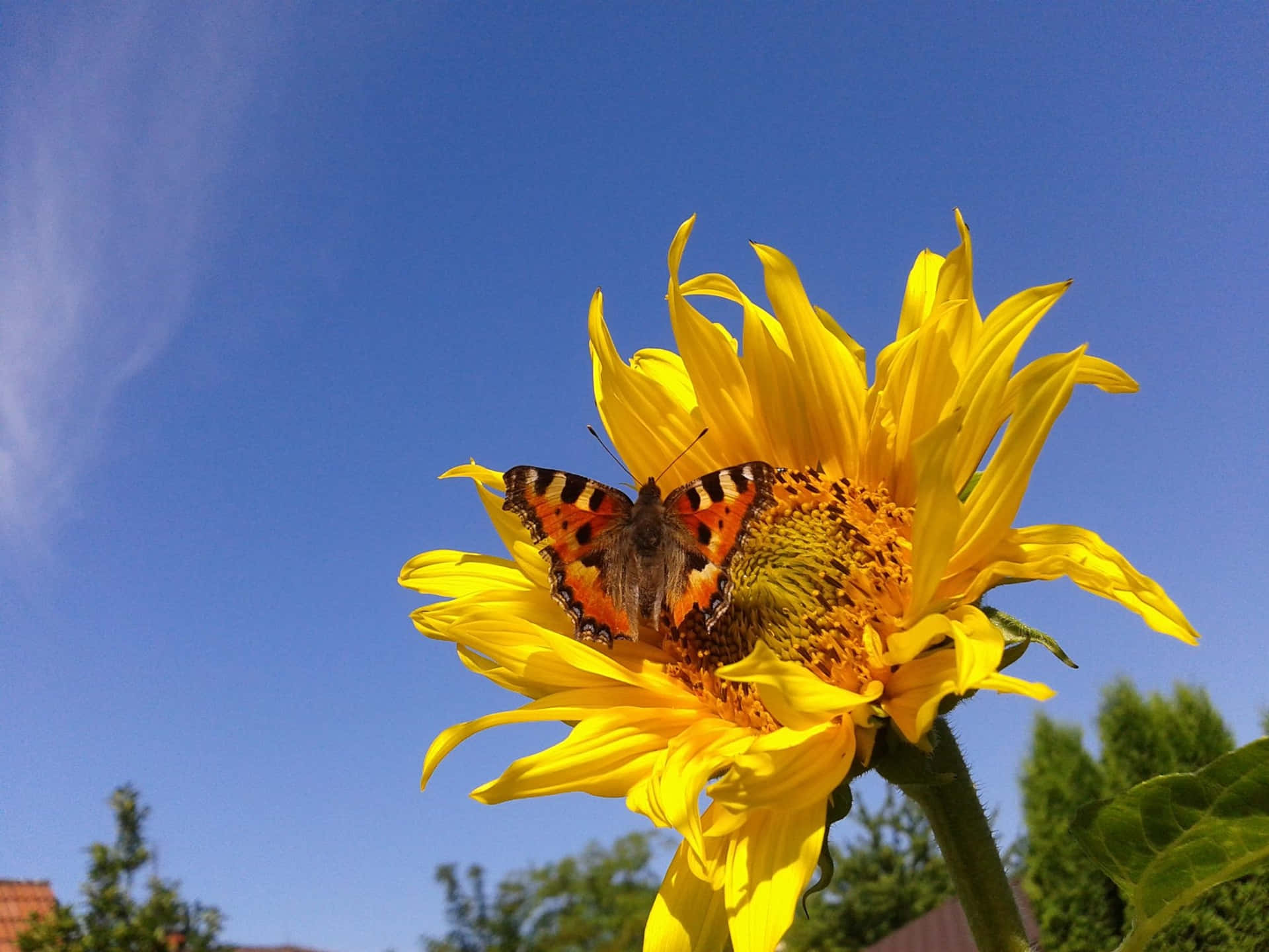 Sunflower_ Butterfly_ Blue Sky Background