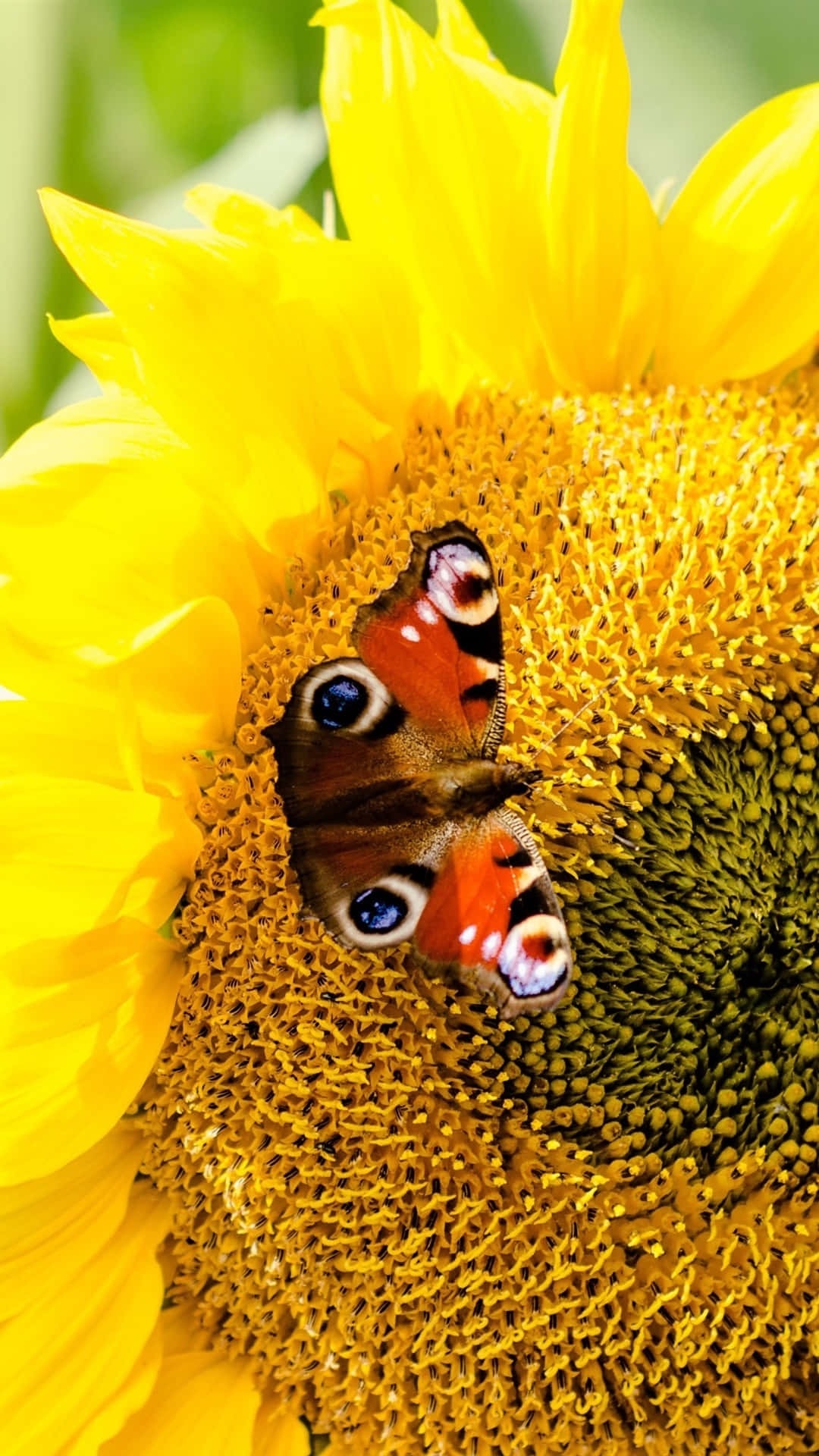 Sunflower_ Butterfly_ Closeup.jpg Background