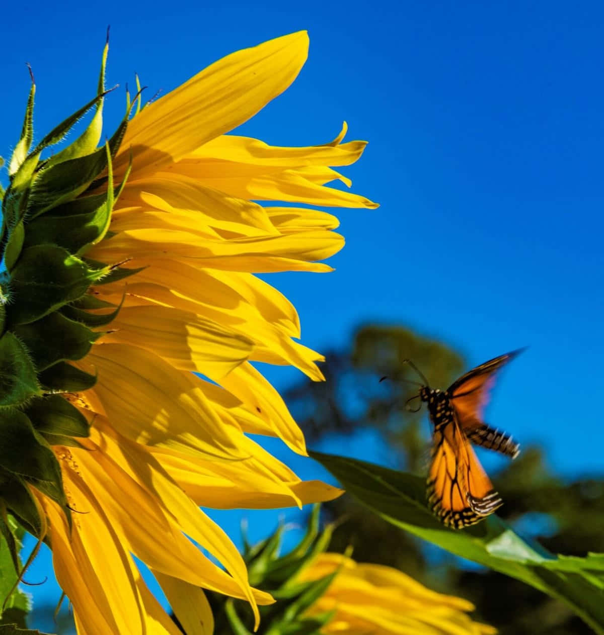Sunflower_ Butterfly_ Dance.jpg Background
