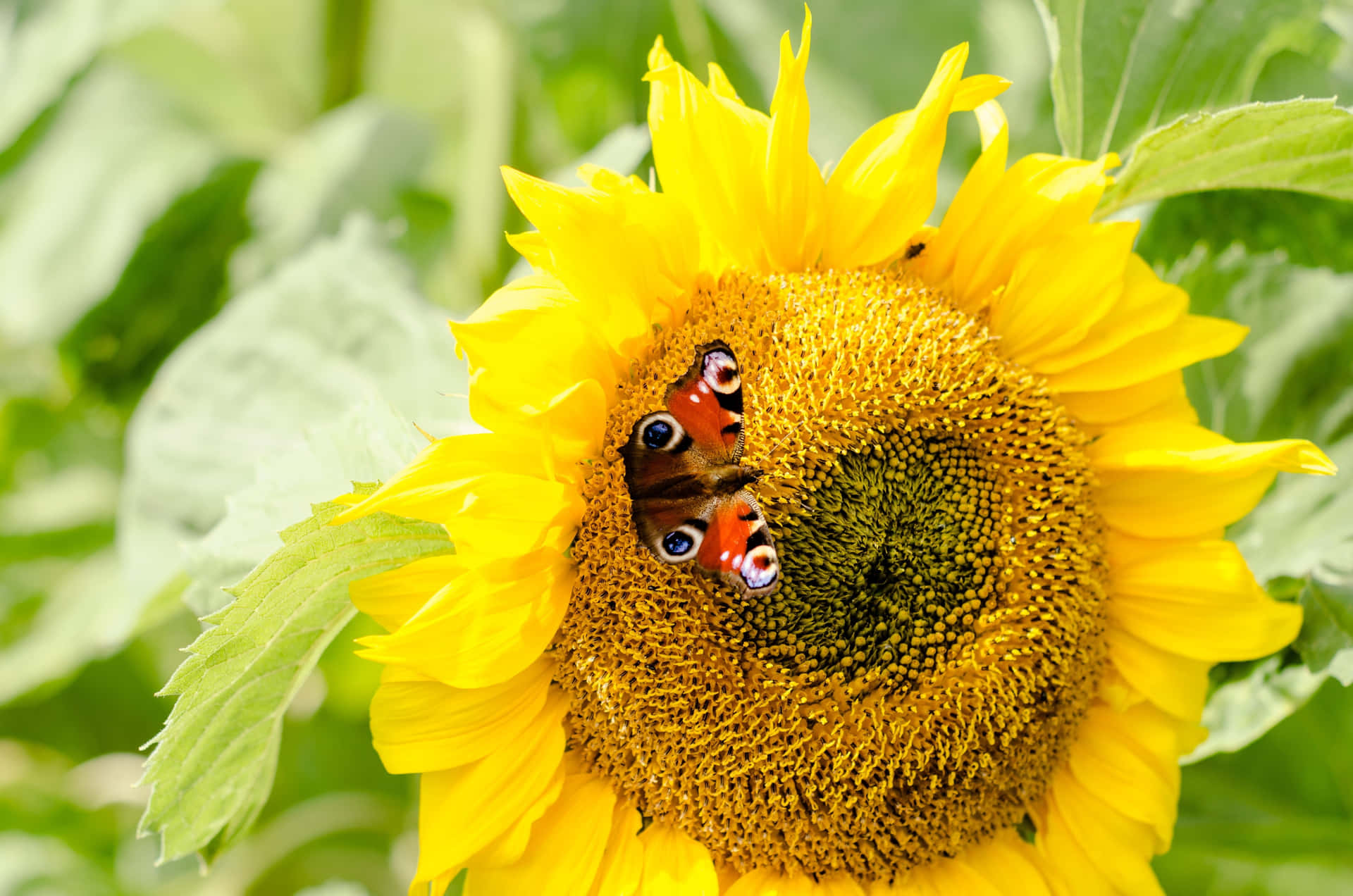Sunflower_ Butterfly_ Encounter.jpg Background