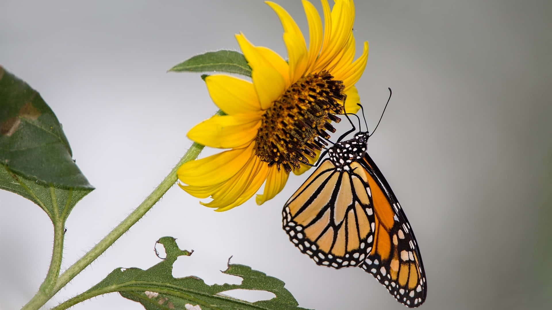 Sunflower Butterfly Interaction Background