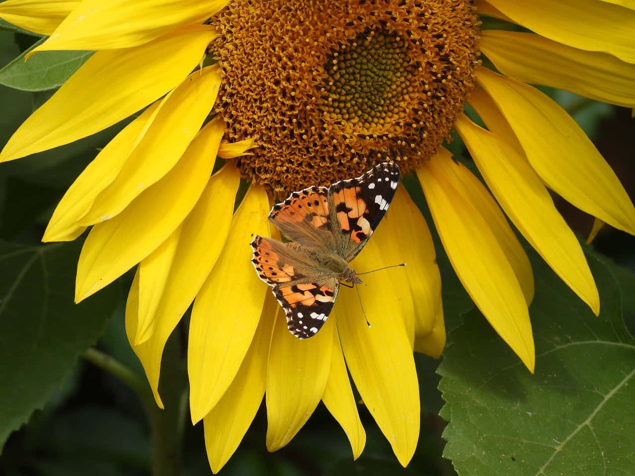 Sunflower_ Butterfly_ Perch.jpg Background