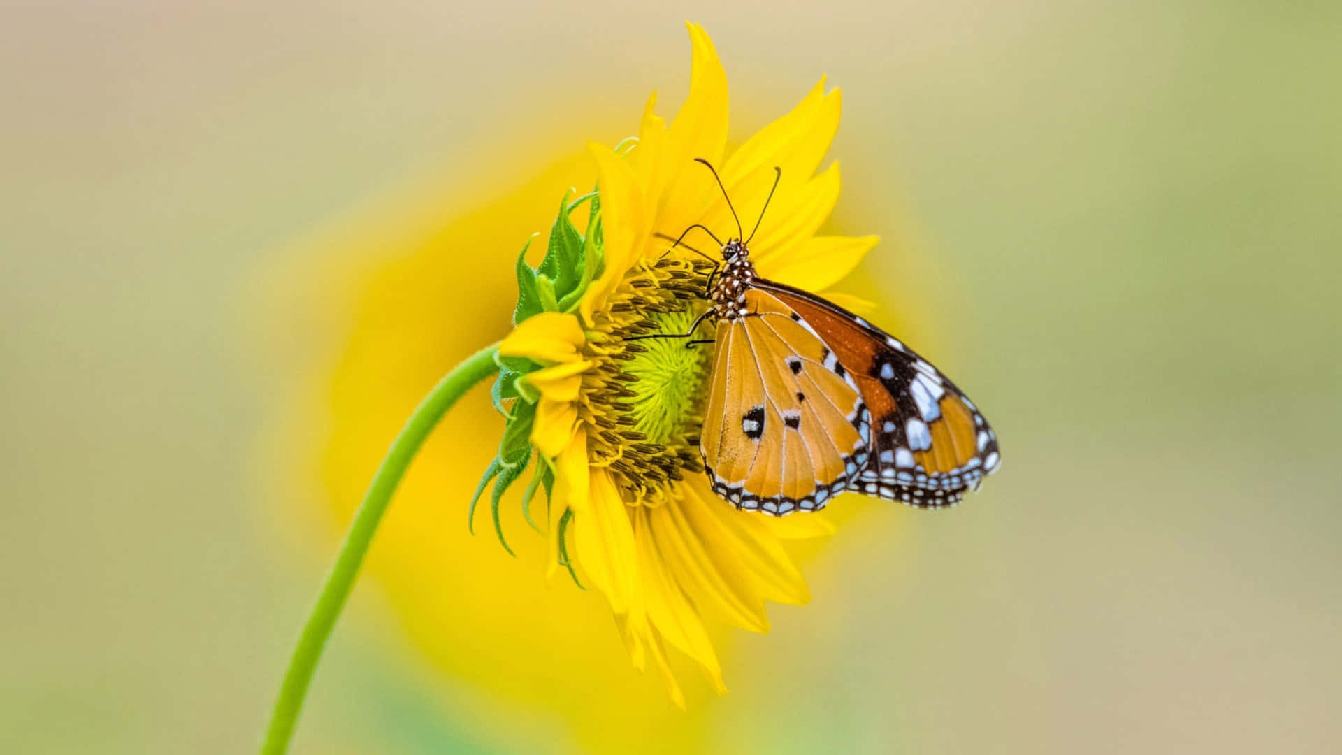 Sunflower_ Butterfly_ Perch.jpg Background