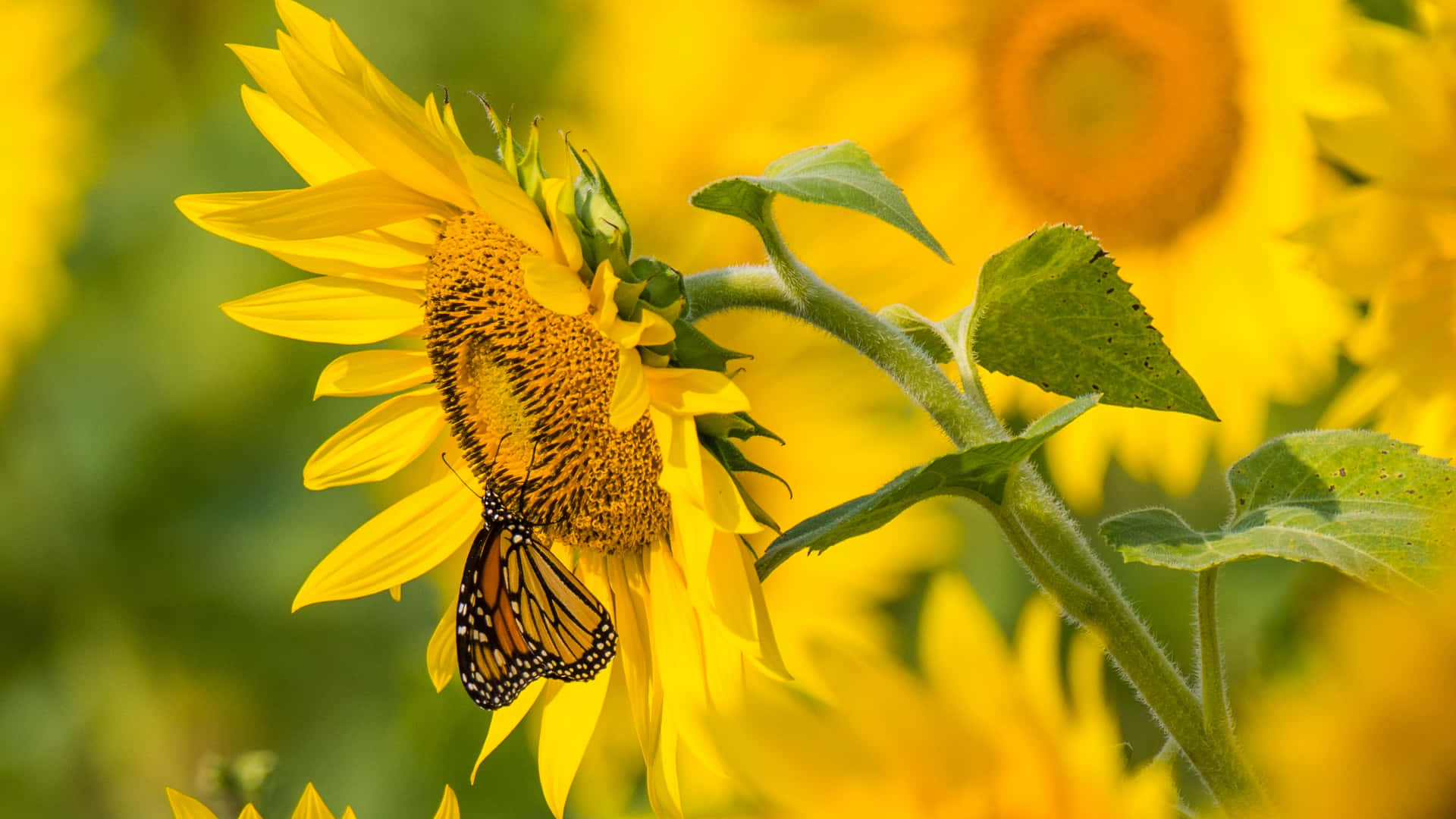 Sunflower_ Butterfly_ Perch.jpg Background