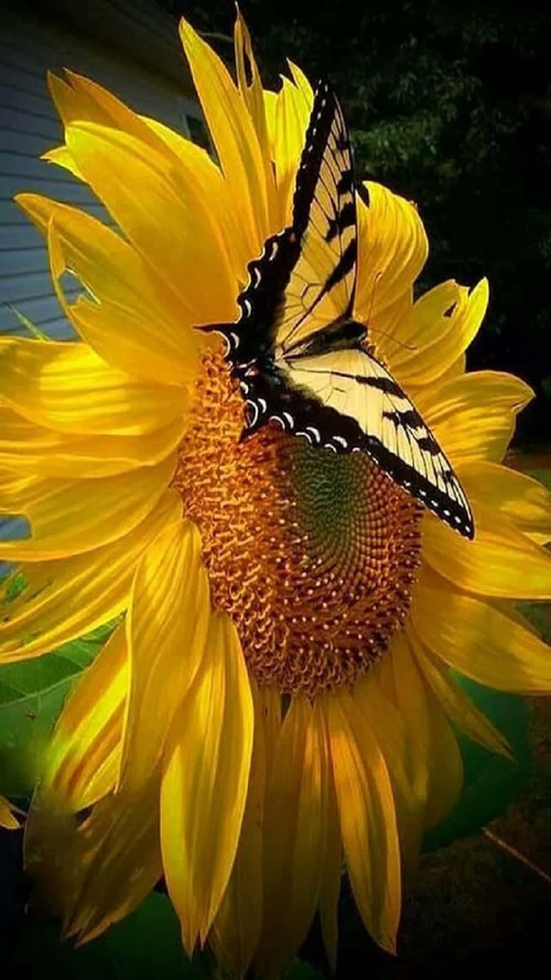 Sunflower_ Butterfly_ Perch.jpg Background