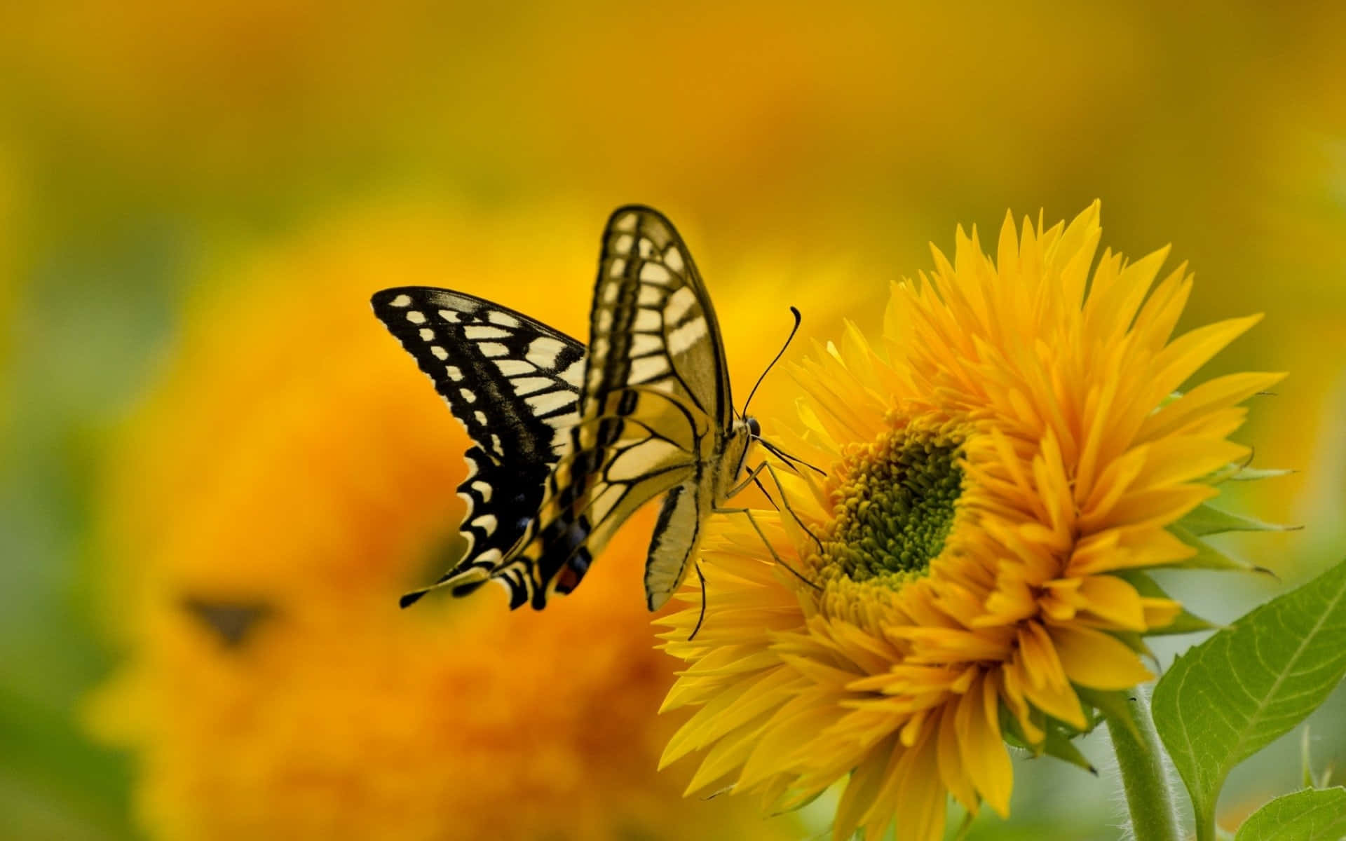 Sunflower_ Butterfly_ Perched.jpg Background