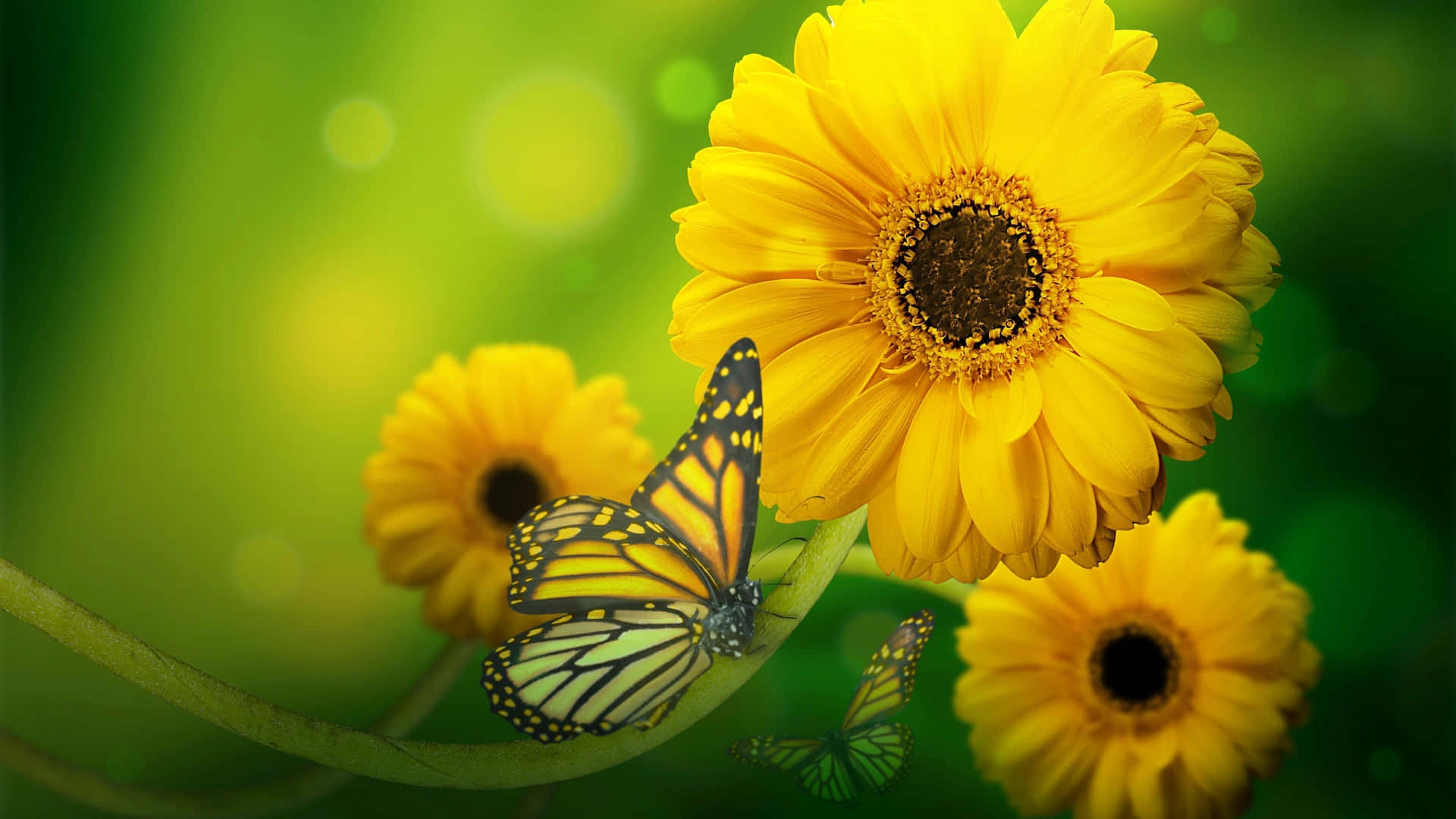 Sunflower_ Butterfly_ Serenity.jpg Background