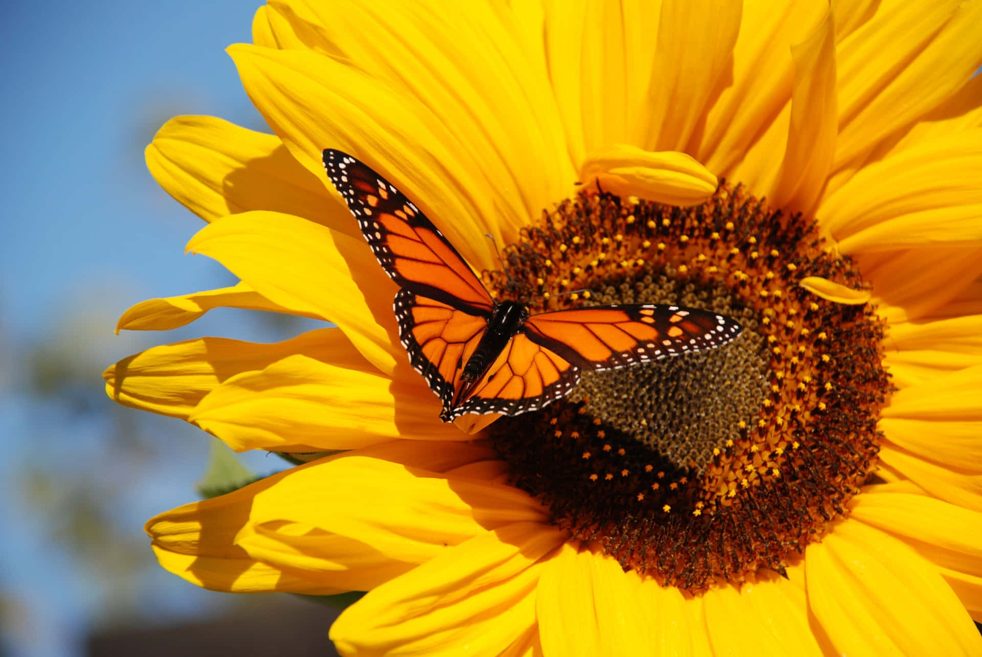 Sunflower Butterfly Symbiosis Background