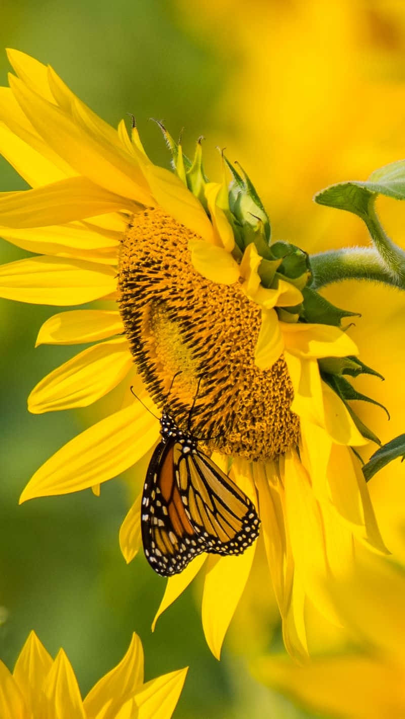 Sunflower Butterfly Symbiosis Background