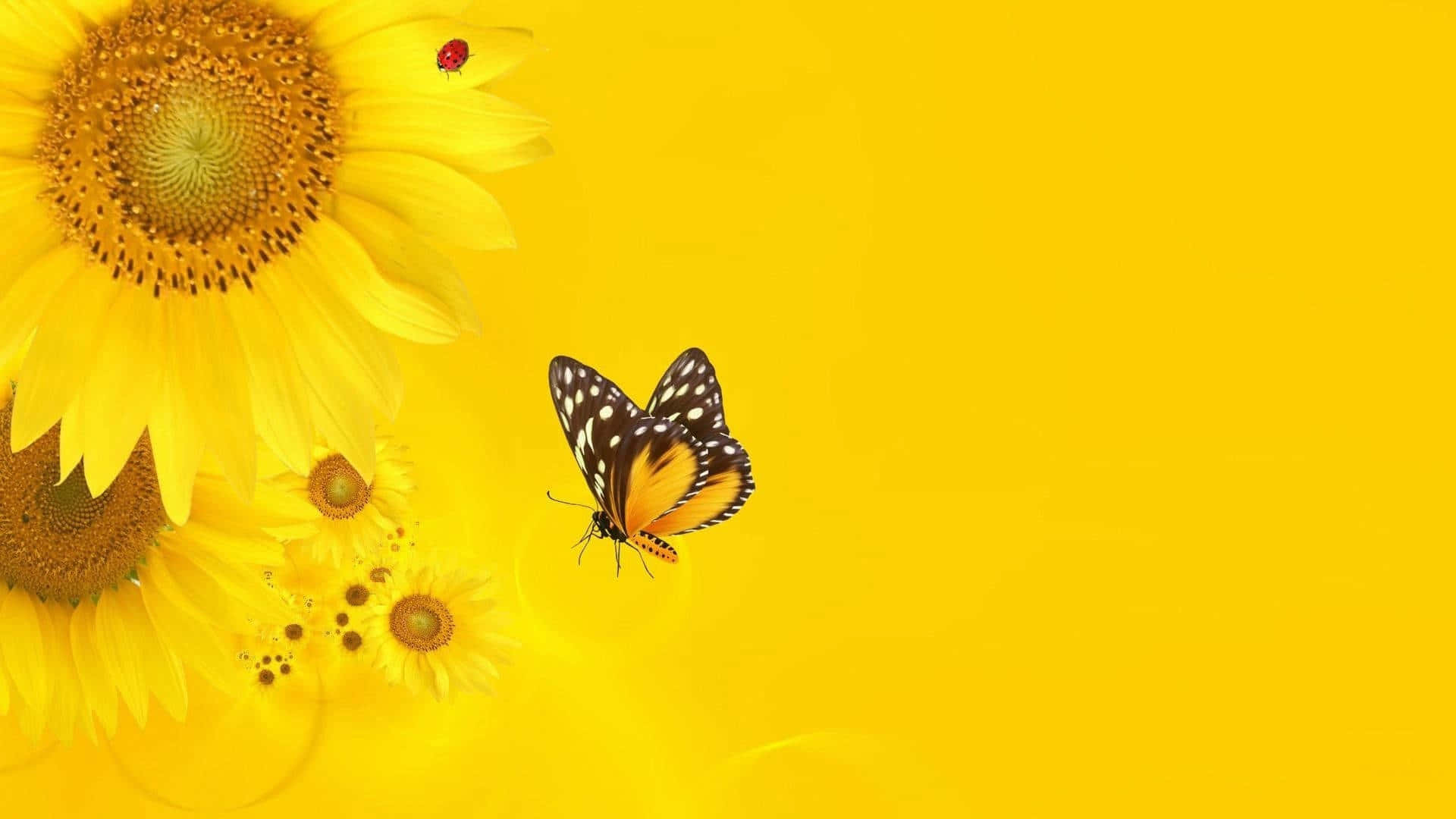 Sunflower_ Butterfly_ Yellow_ Background Background